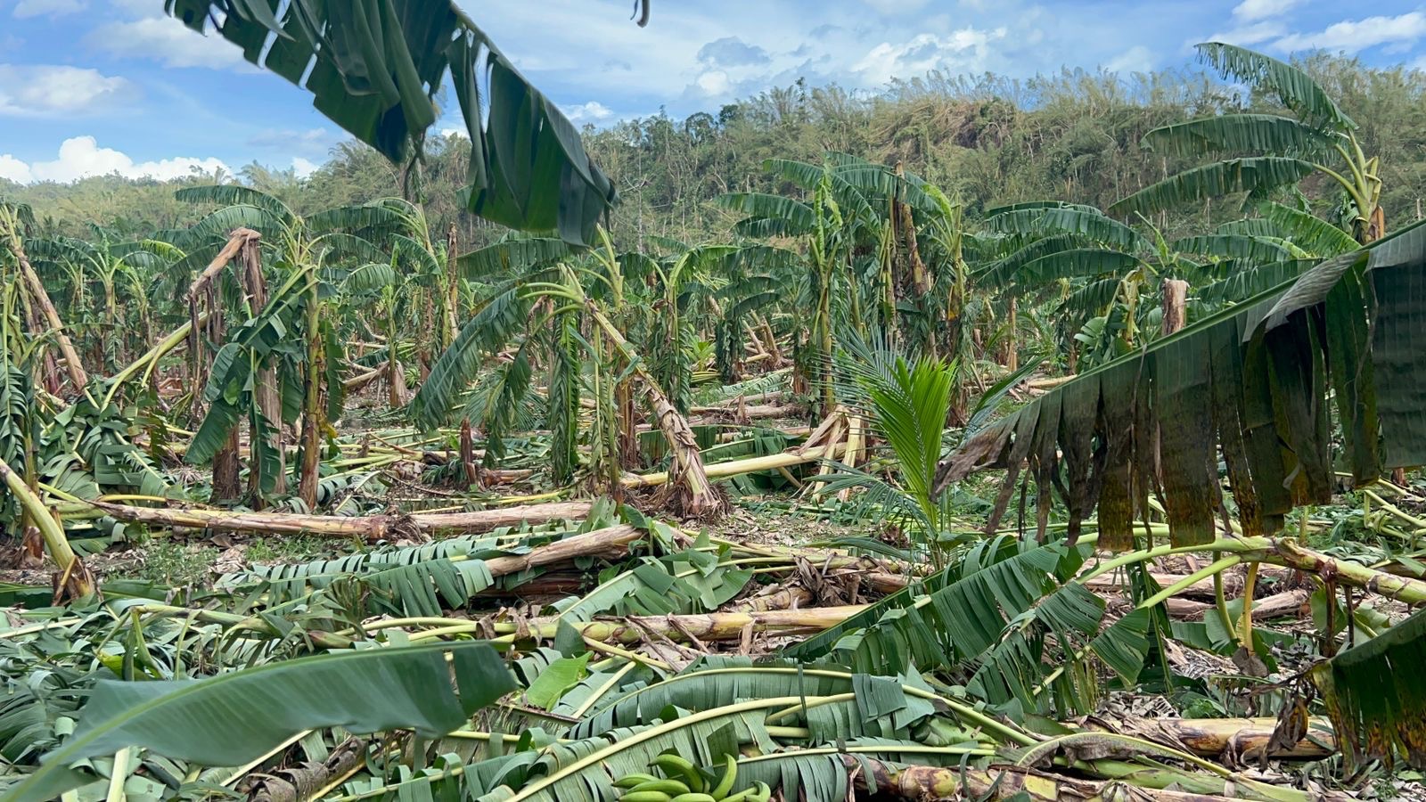 Replanting Hope for Jamaica's Farmers campaign photo, 4 of 8
