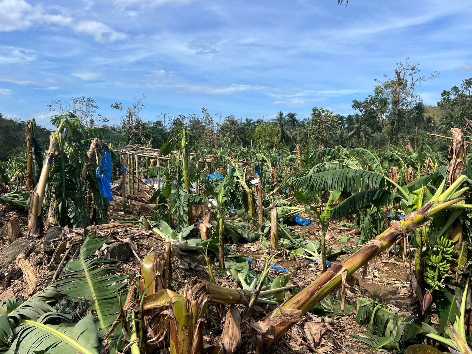 Replanting Hope for Jamaica's Farmers campaign photo, 5 of 8