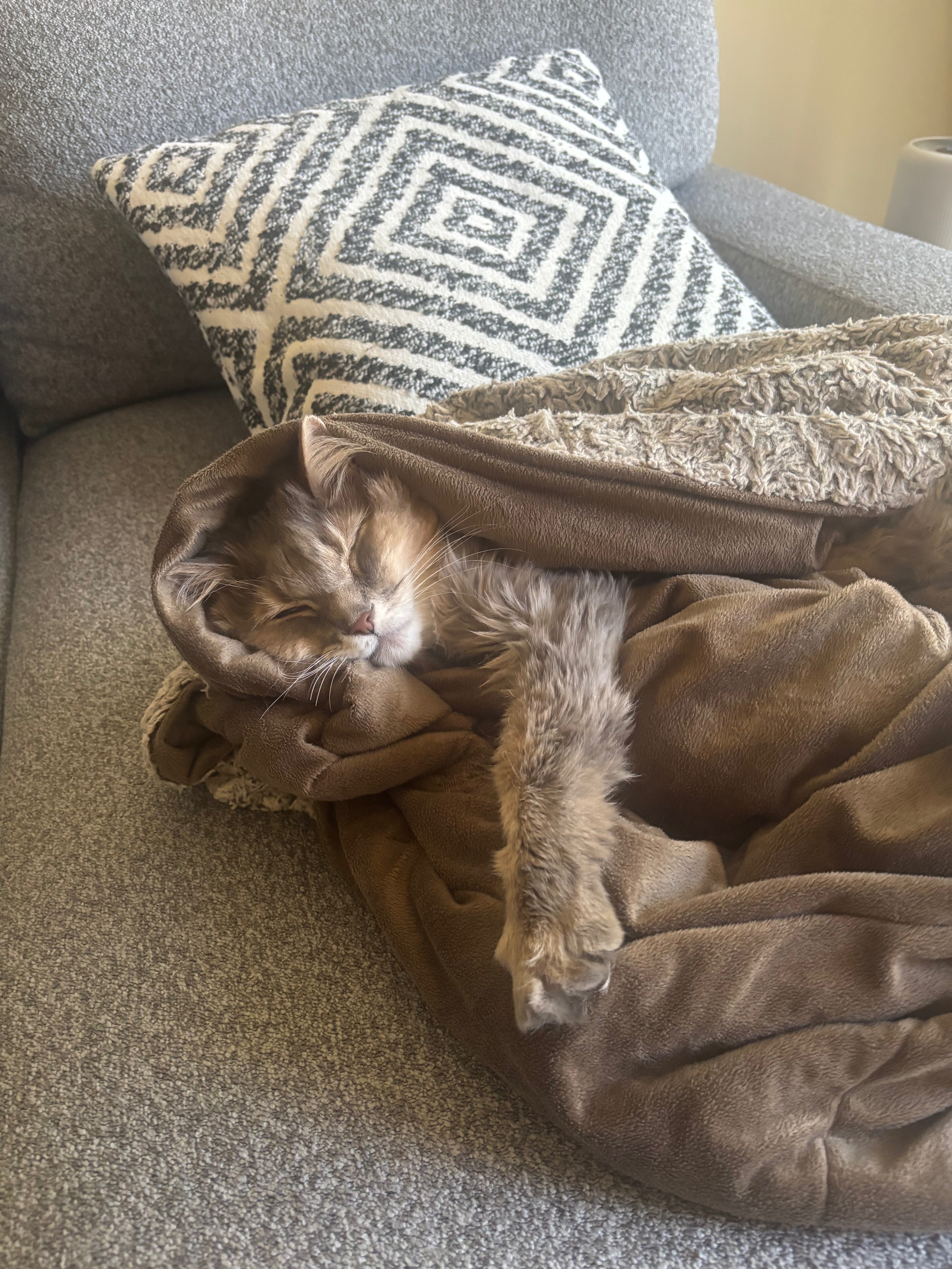 Donate to Save Oliver's Vision and Health campaign photo, 6 of 8