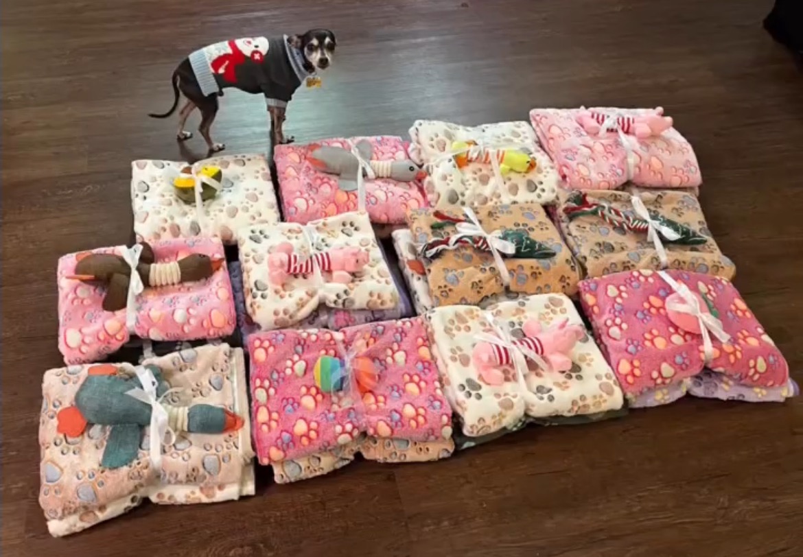 Blankey and Bestie for Shelter Dogs campaign photo, 2 of 4