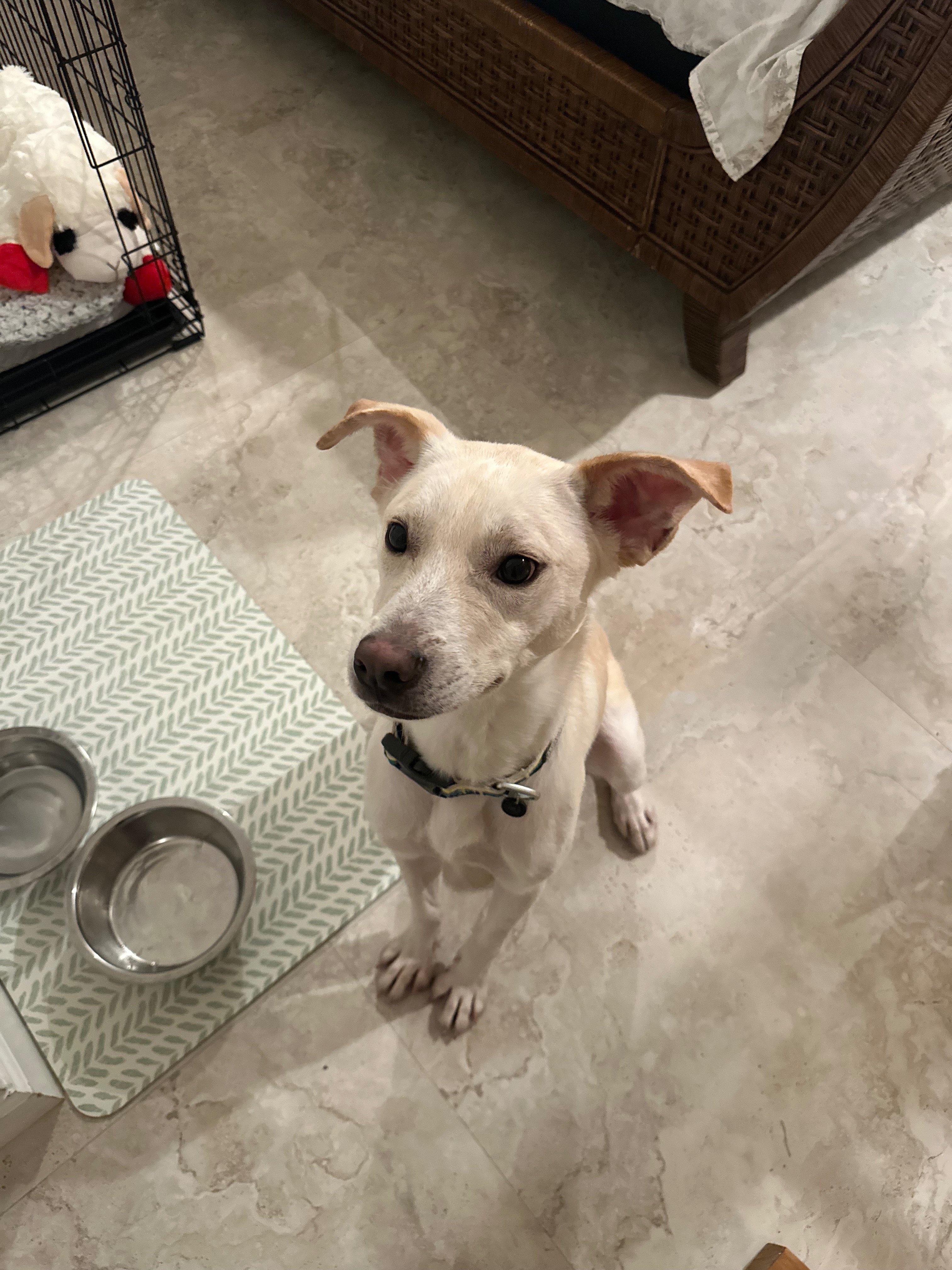 Help Popcorn get the fresh start he deserves campaign photo, 2 of 6