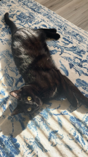 Help Marci Get Life-Saving Surgery campaign photo, 2 of 6