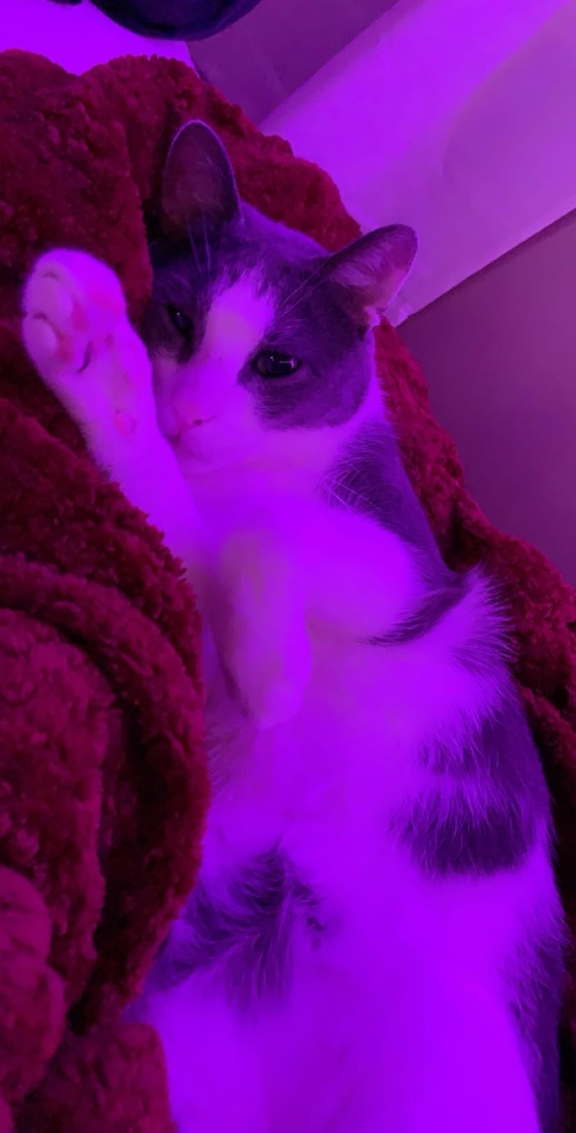 Help Roo Fight Lymphoma: Support His Chemo campaign photo, 7 of 8