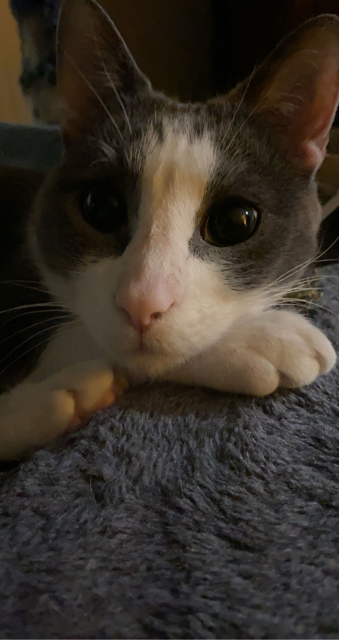 Help Roo Fight Lymphoma: Support His Chemo campaign photo, 2 of 8