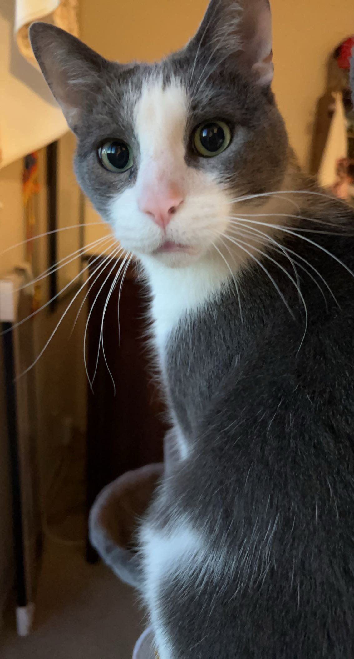 Help Roo Fight Lymphoma: Support His Chemo campaign photo, 4 of 8