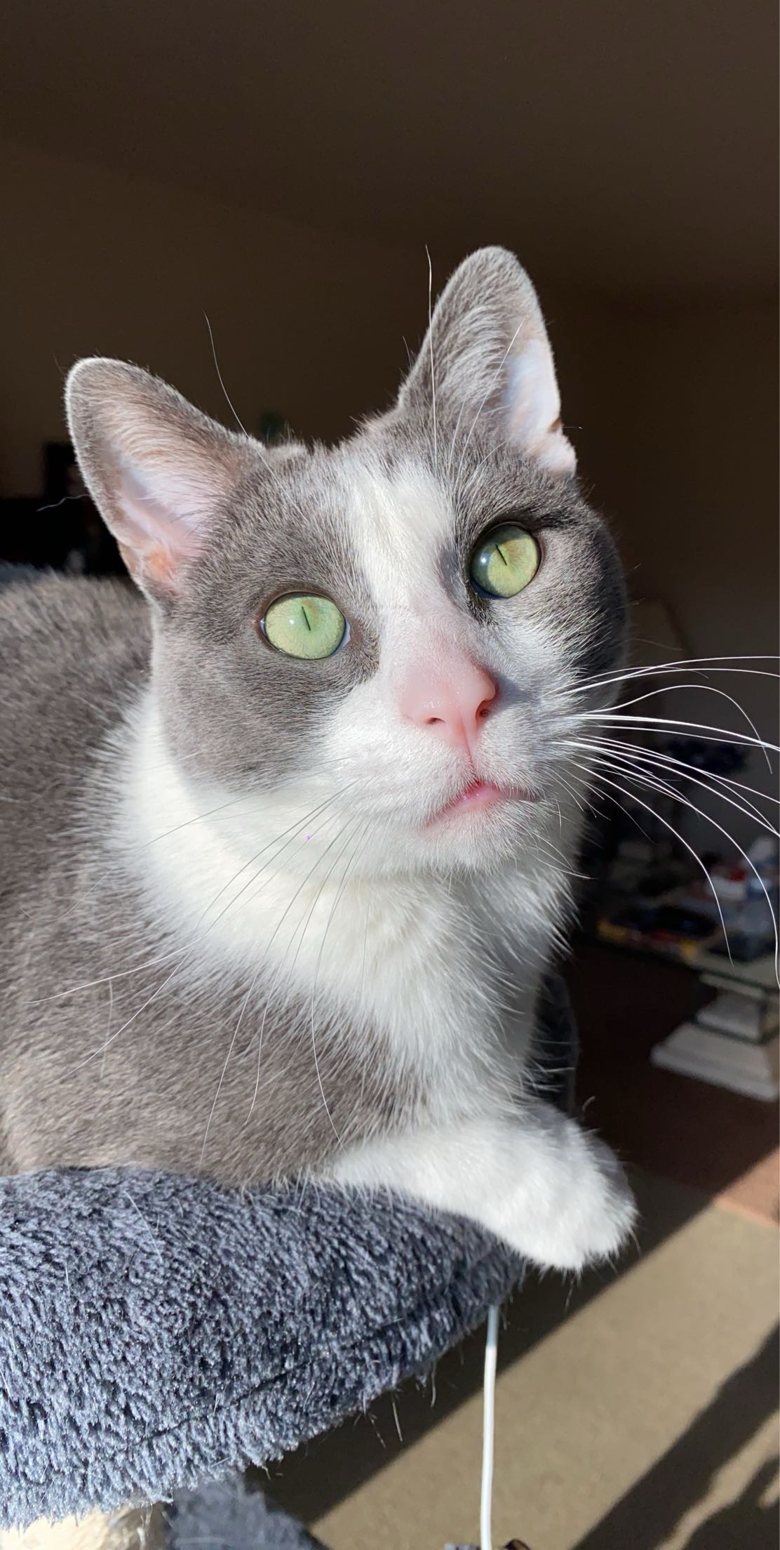 Help Roo Fight Lymphoma: Support His Chemo campaign photo, 5 of 8