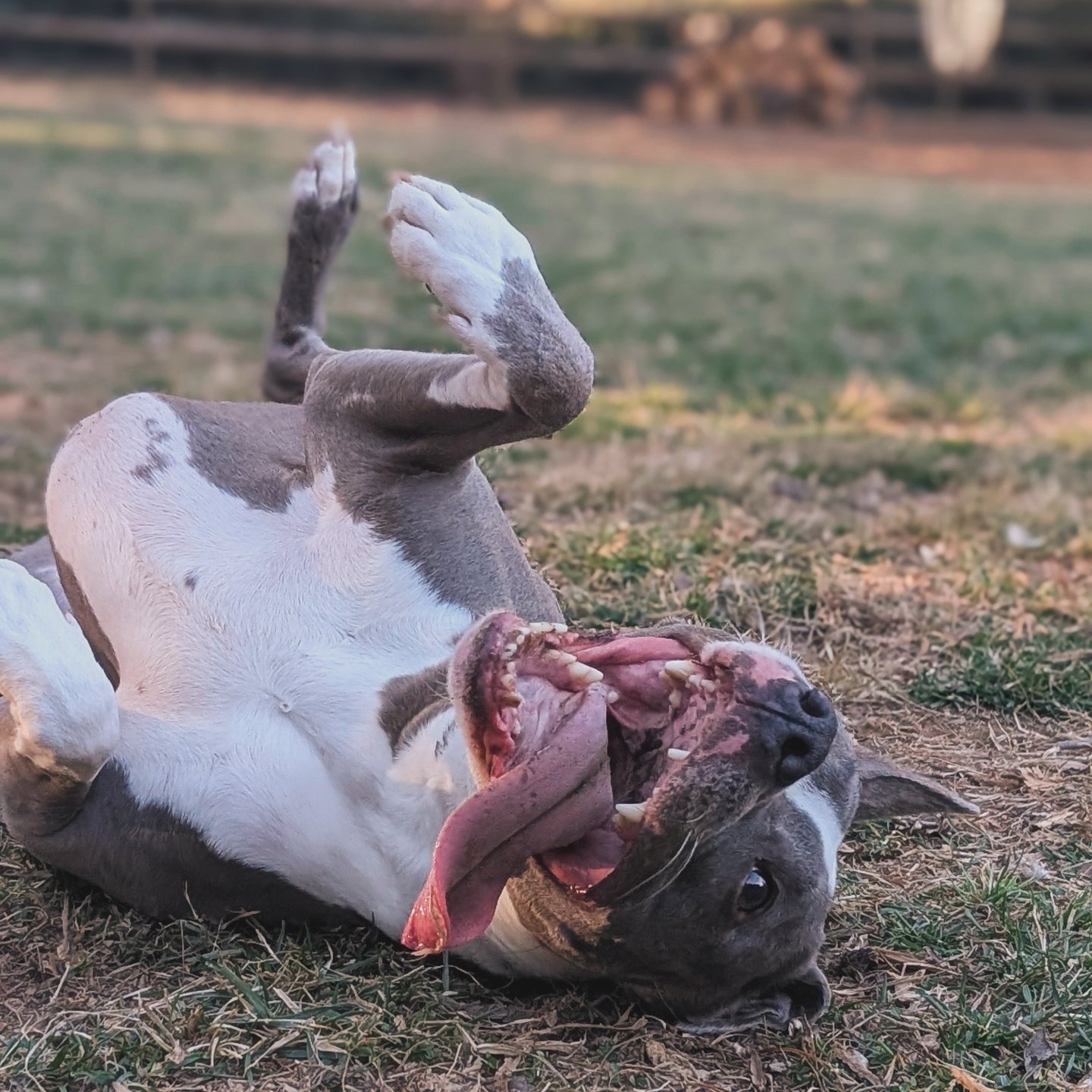 Help Kimber get back on her paws! campaign photo, 4 of 5