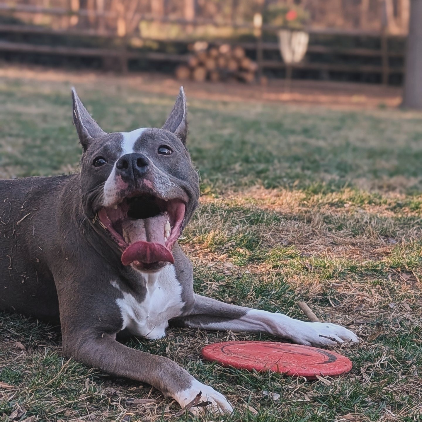 Help Kimber get back on her paws! campaign photo, 2 of 5