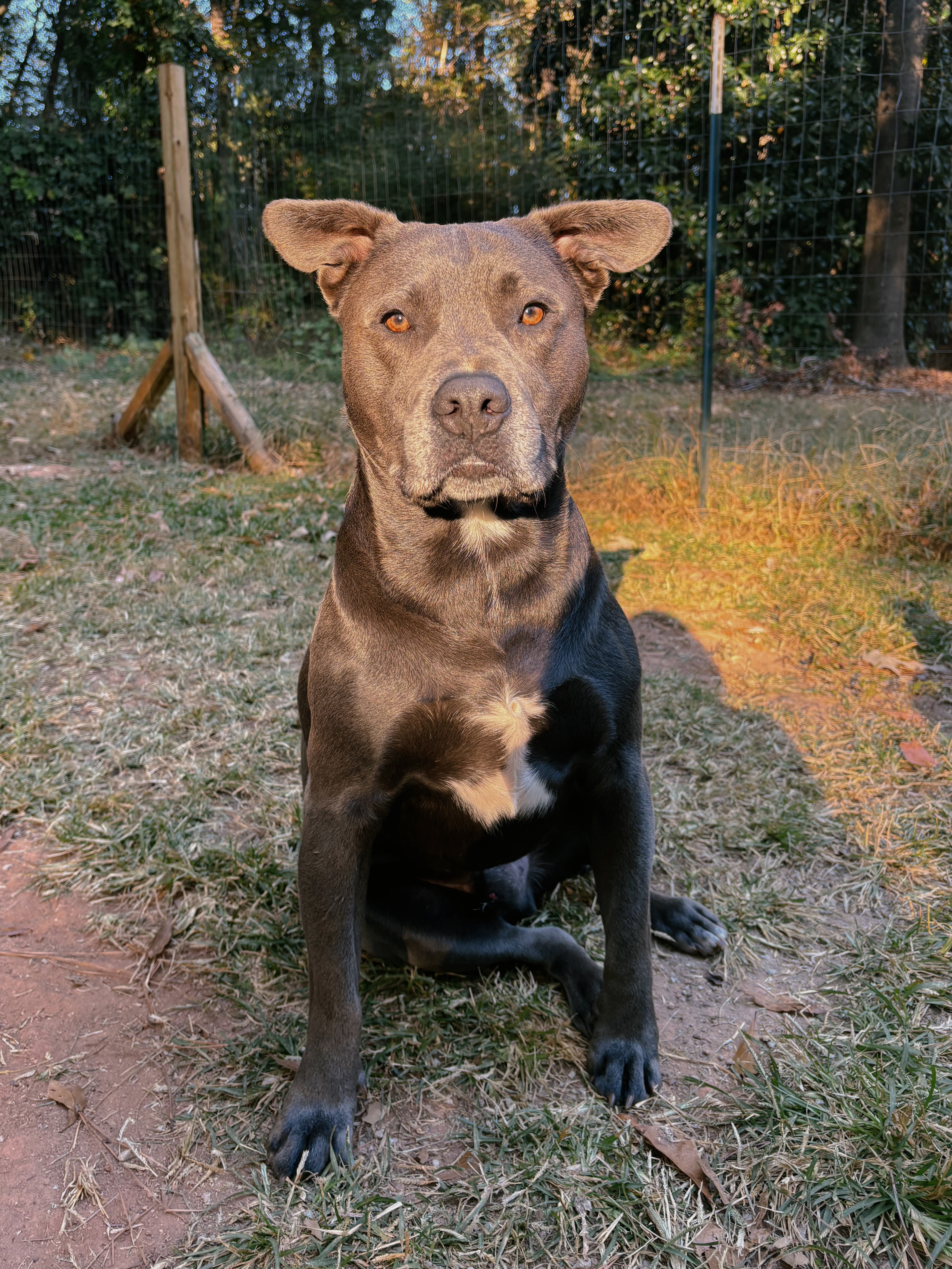 Help Bo Heal: Support His Surgery campaign photo, 2 of 6