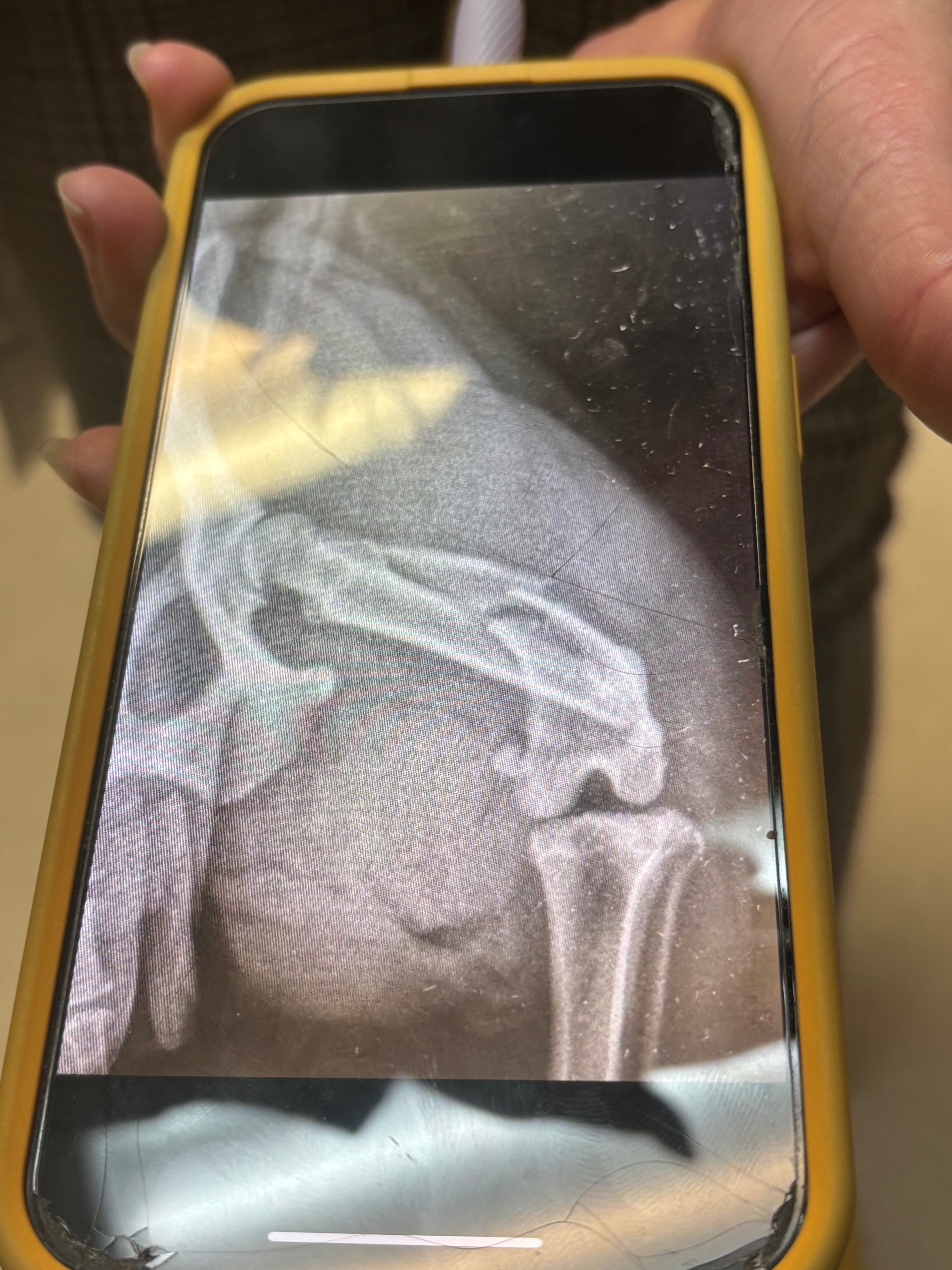 Help Bo Heal: Support His Surgery campaign photo, 4 of 6