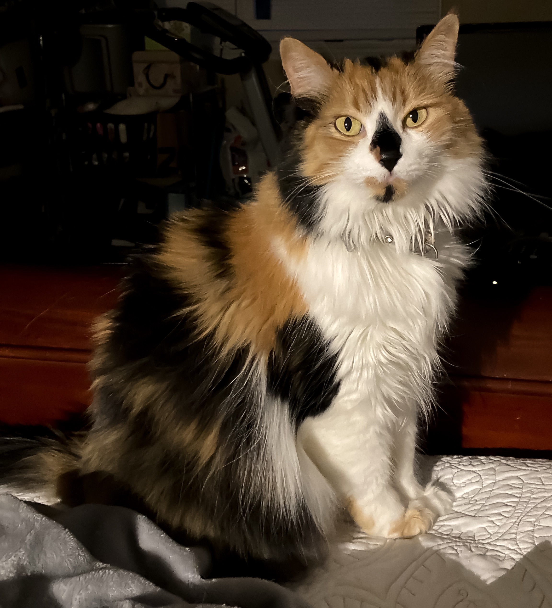 She Saved Me—Now Help Me Save Her campaign photo, 2 of 8