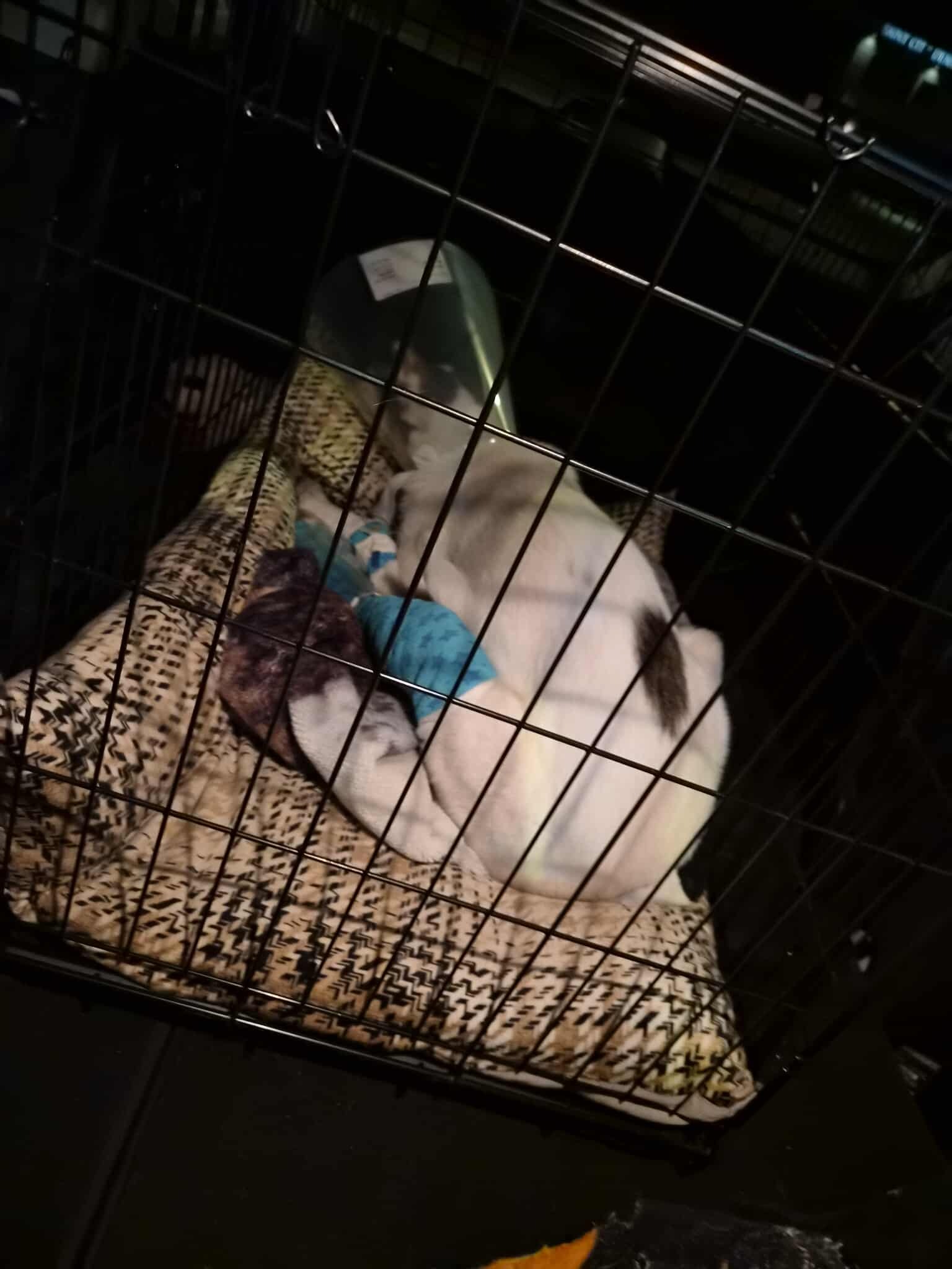 Donate to Duncan's Emergency Vet Care campaign photo, 4 of 8
