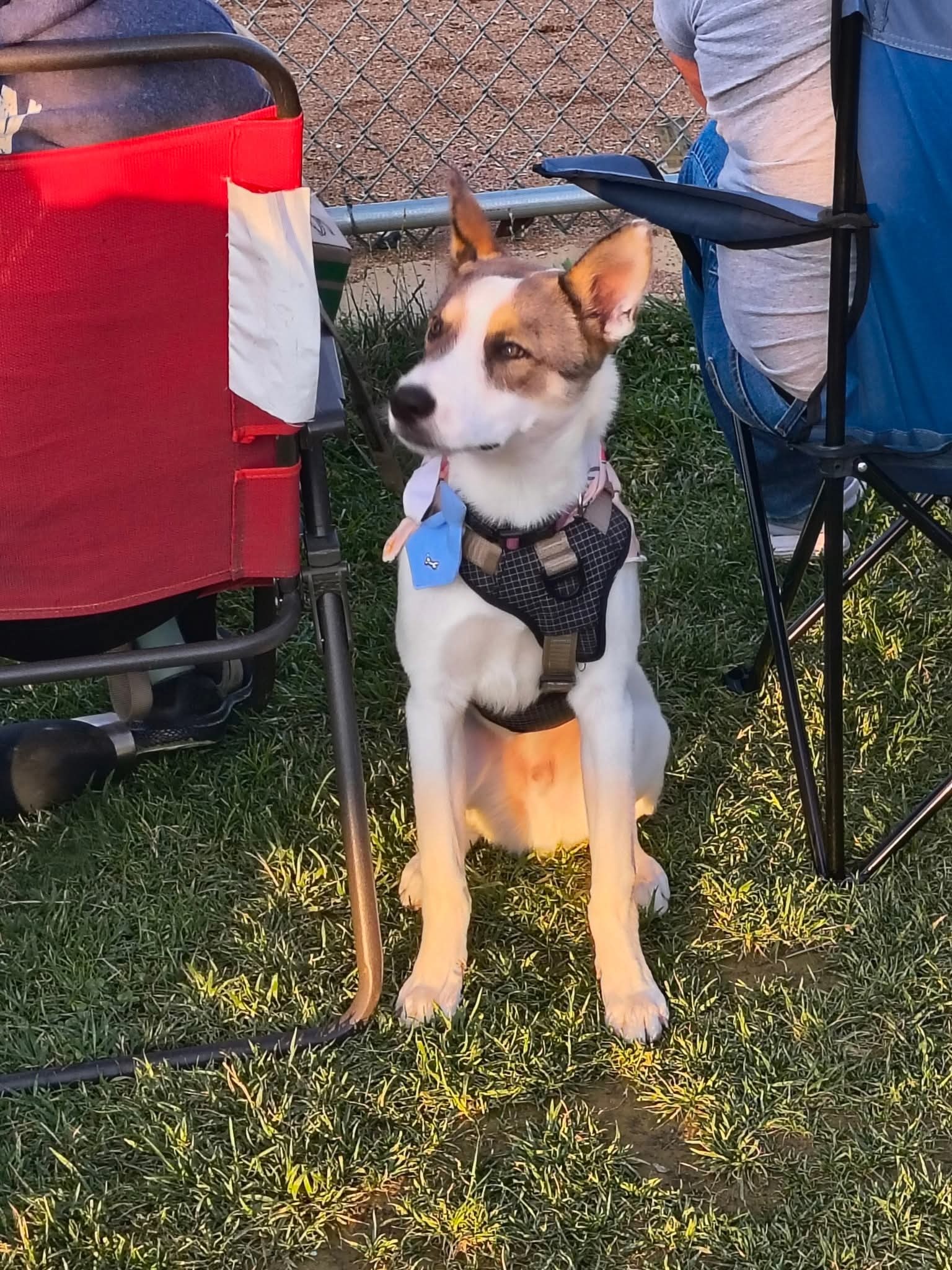 Donate to Duncan's Emergency Vet Care campaign photo, 5 of 8