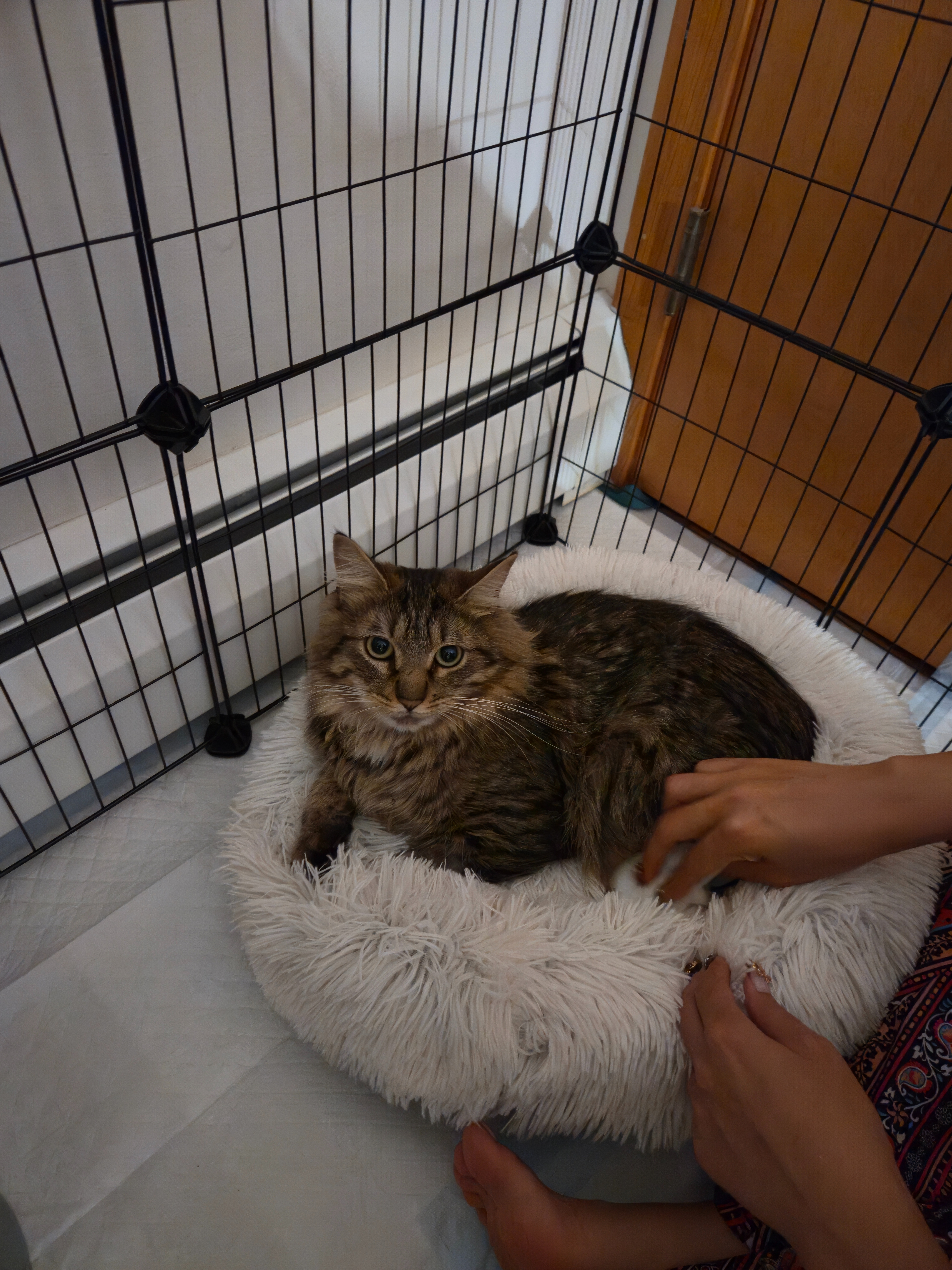 Give CD the Cat a Second Chance at Life campaign photo, 7 of 7