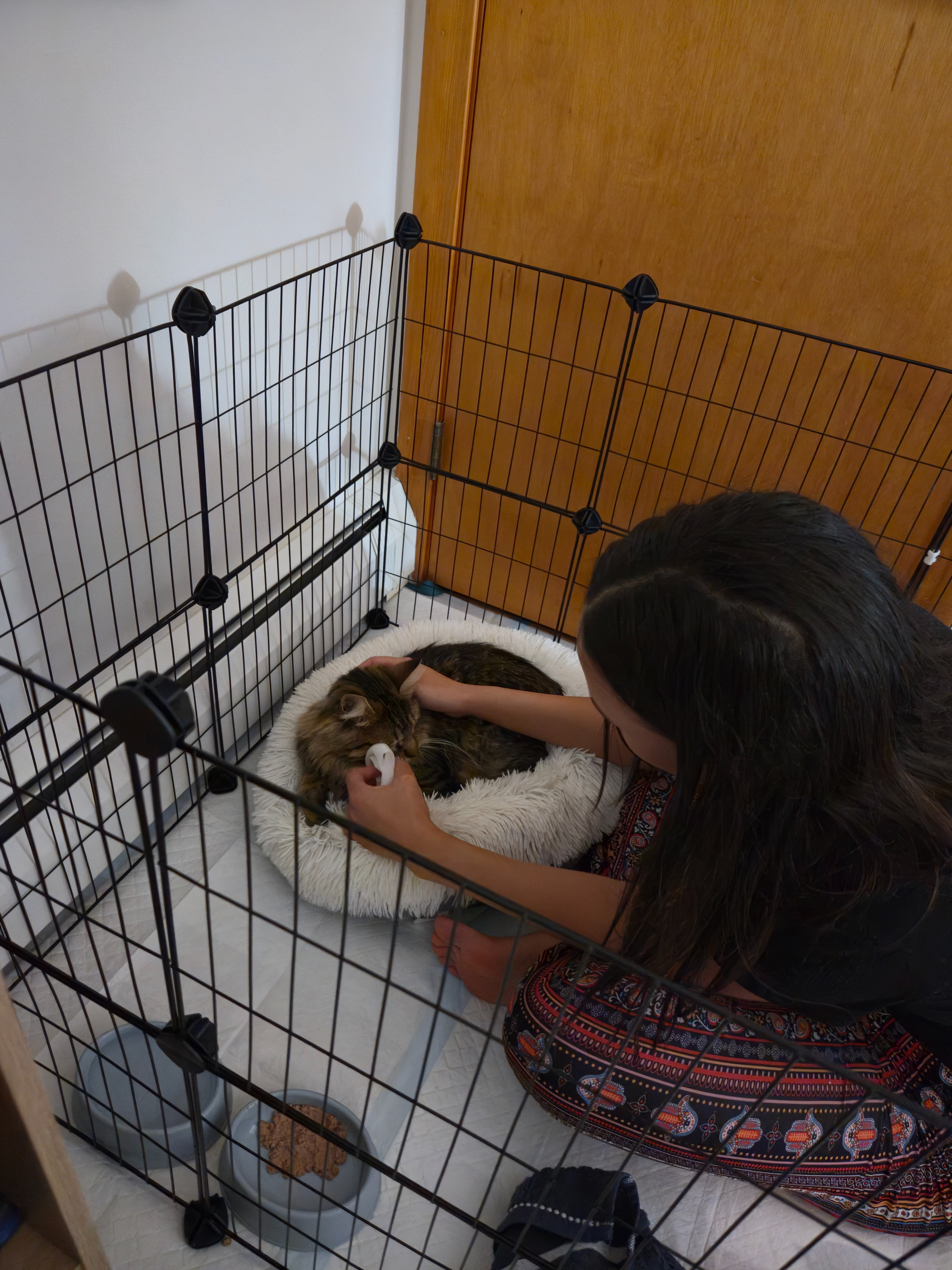 Give CD the Cat a Second Chance at Life campaign photo, 2 of 7