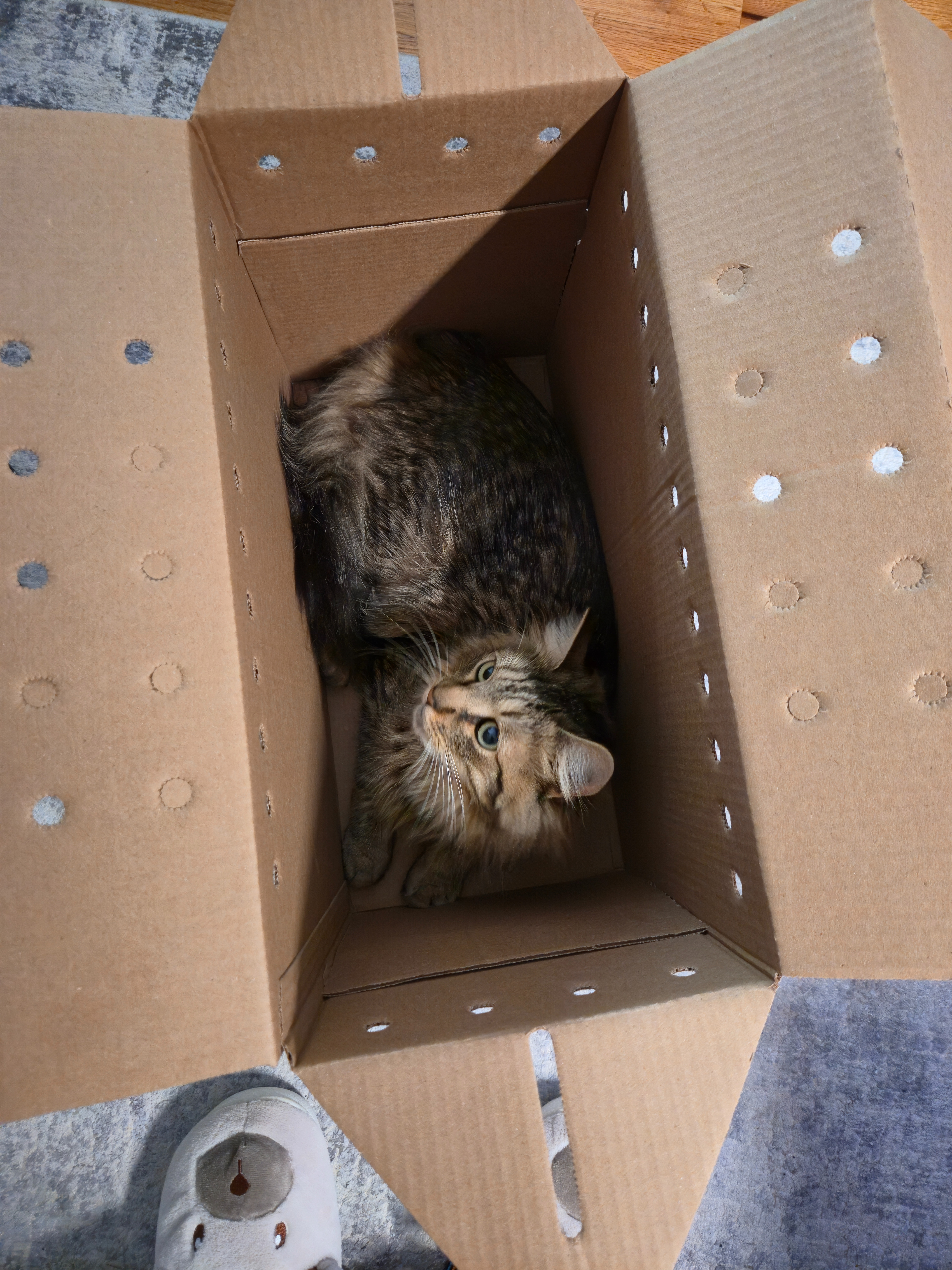 Give CD the Cat a Second Chance at Life campaign photo, 4 of 7