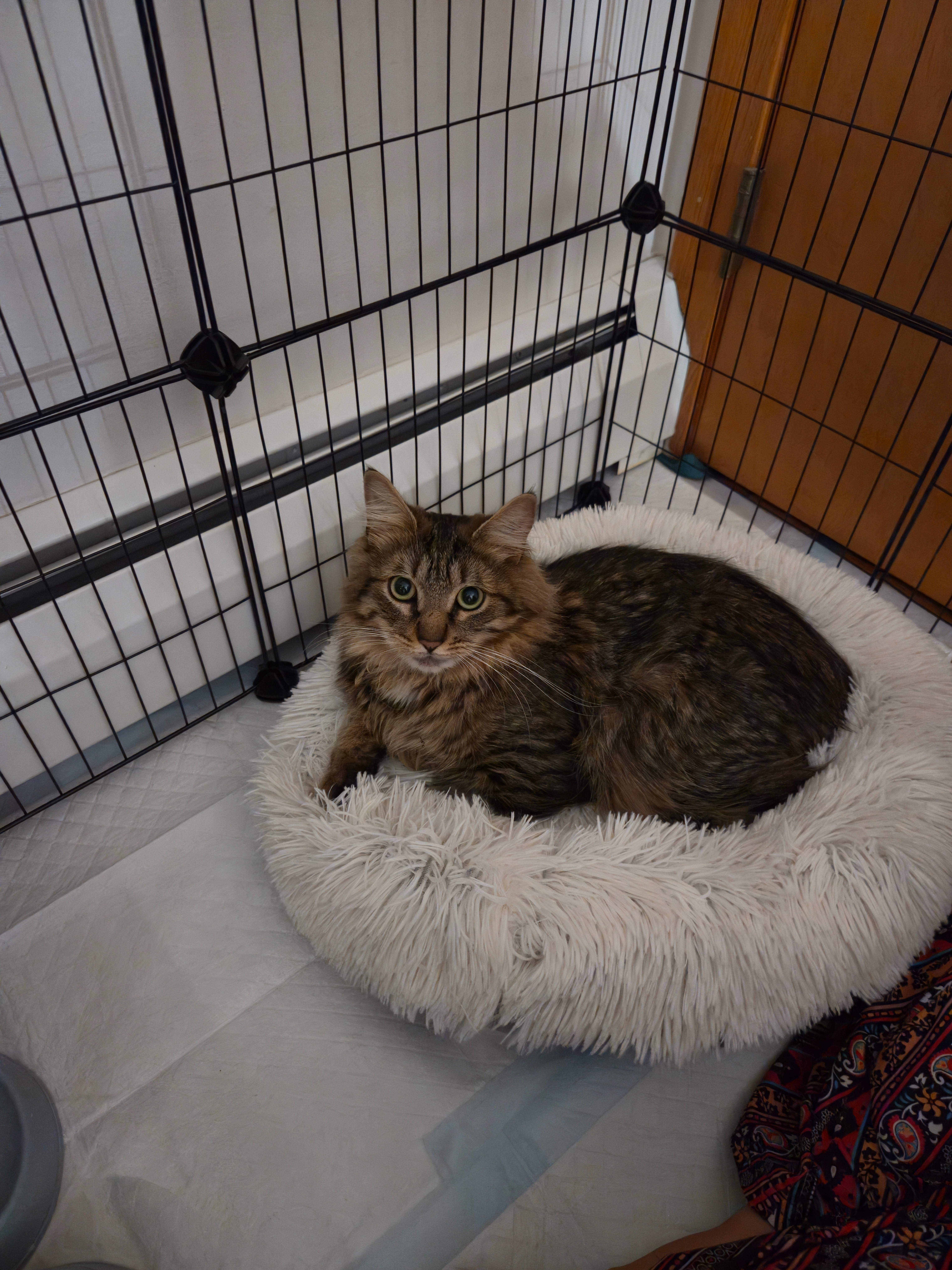 Give CD the Cat a Second Chance at Life campaign photo, 5 of 7
