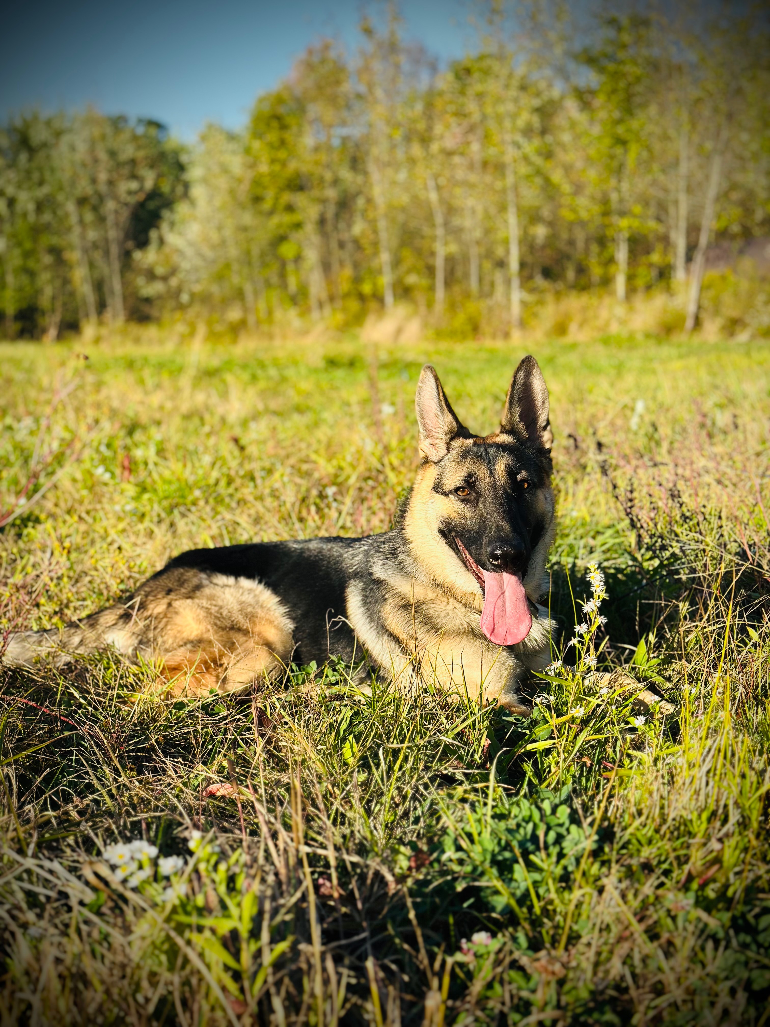 Donate to Piper's Life-Saving Surgery campaign photo, 5 of 8
