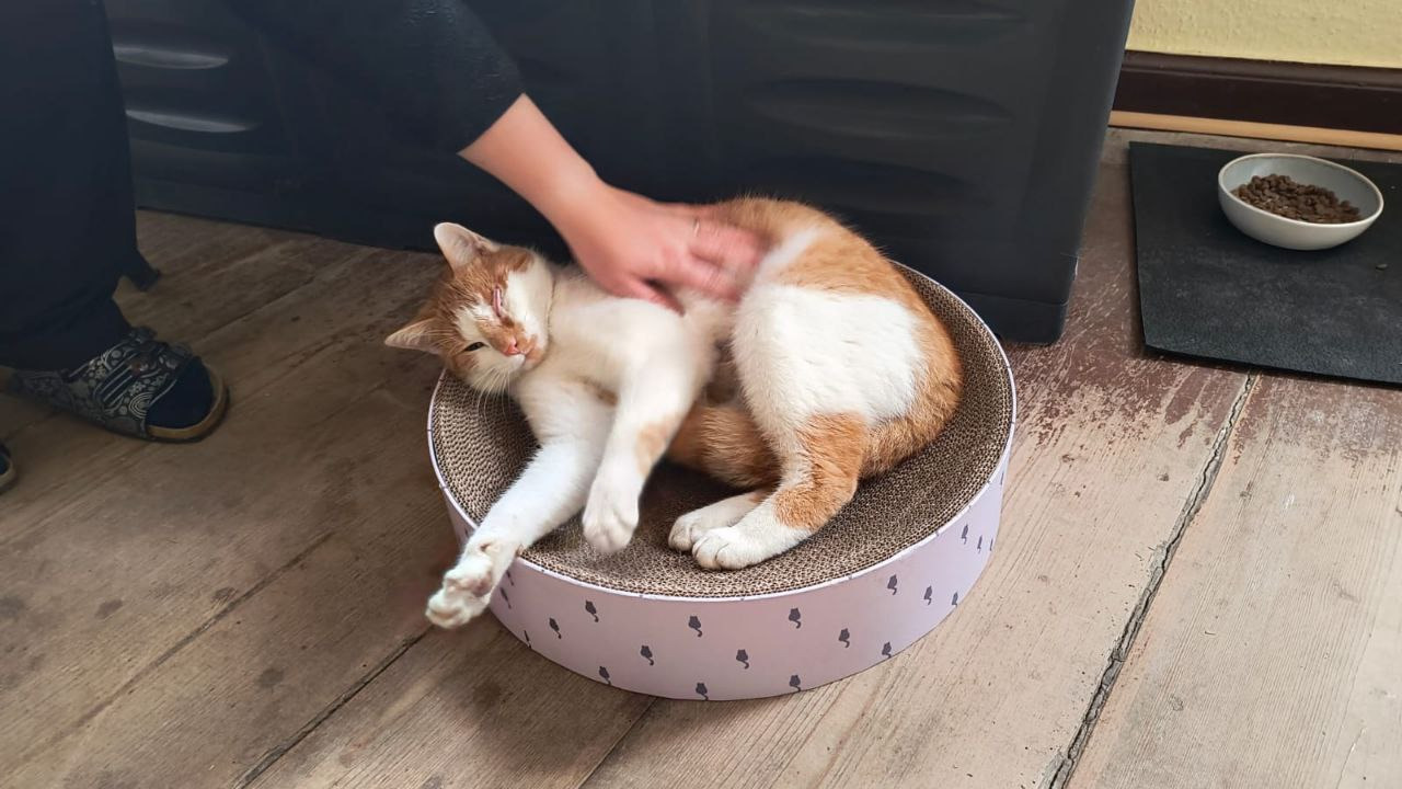 Hilfe für Uli – ein tapferer kleiner Kater campaign photo, 2 of 6