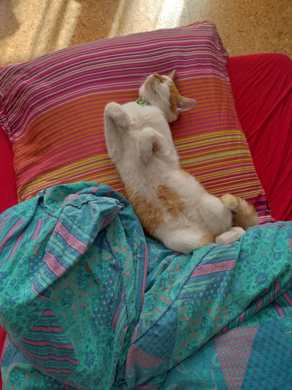 Hilfe für Uli – ein tapferer kleiner Kater campaign photo, 4 of 6