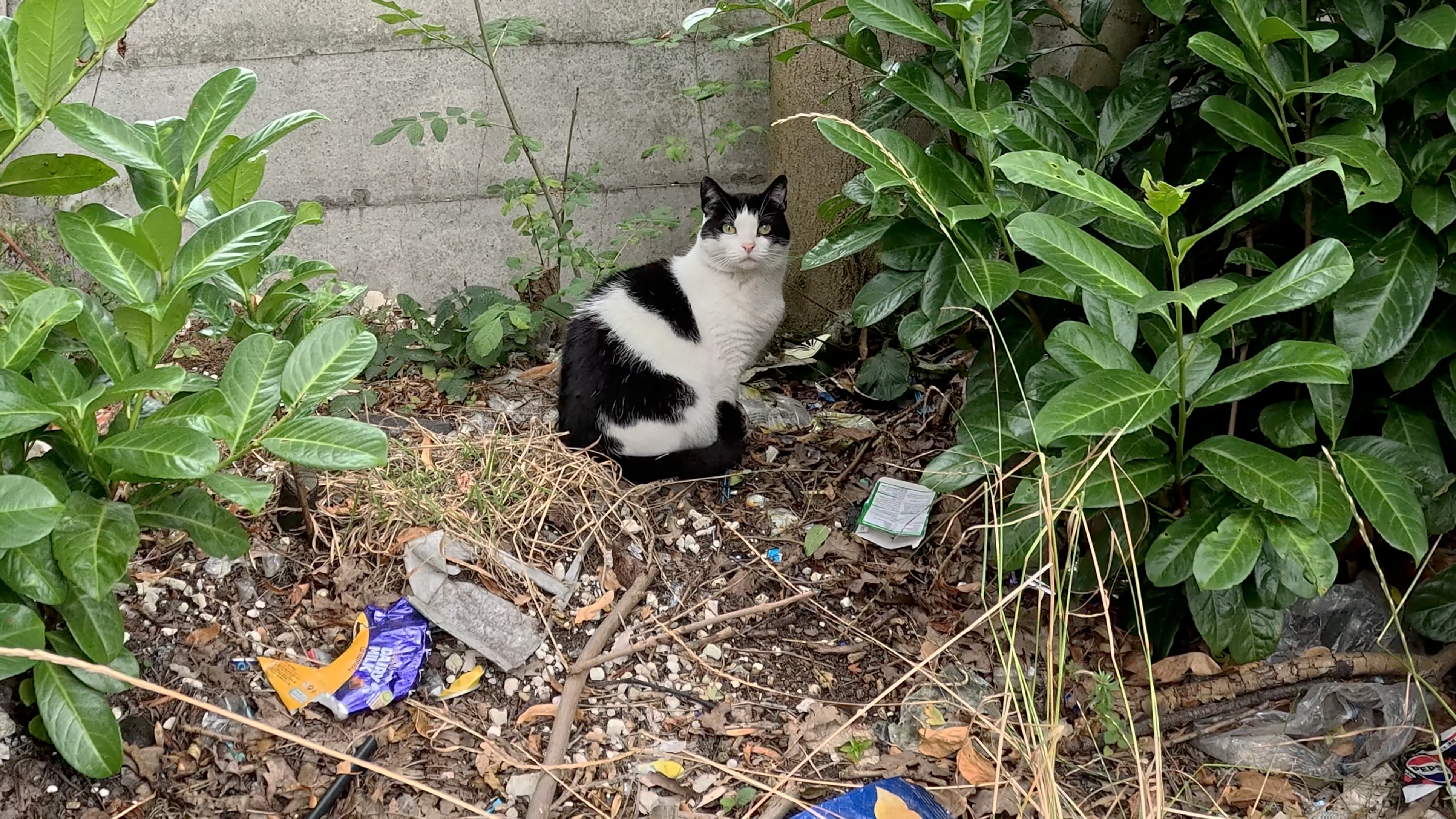 Help Peaches - The stray cat with cancer? campaign photo, 7 of 8
