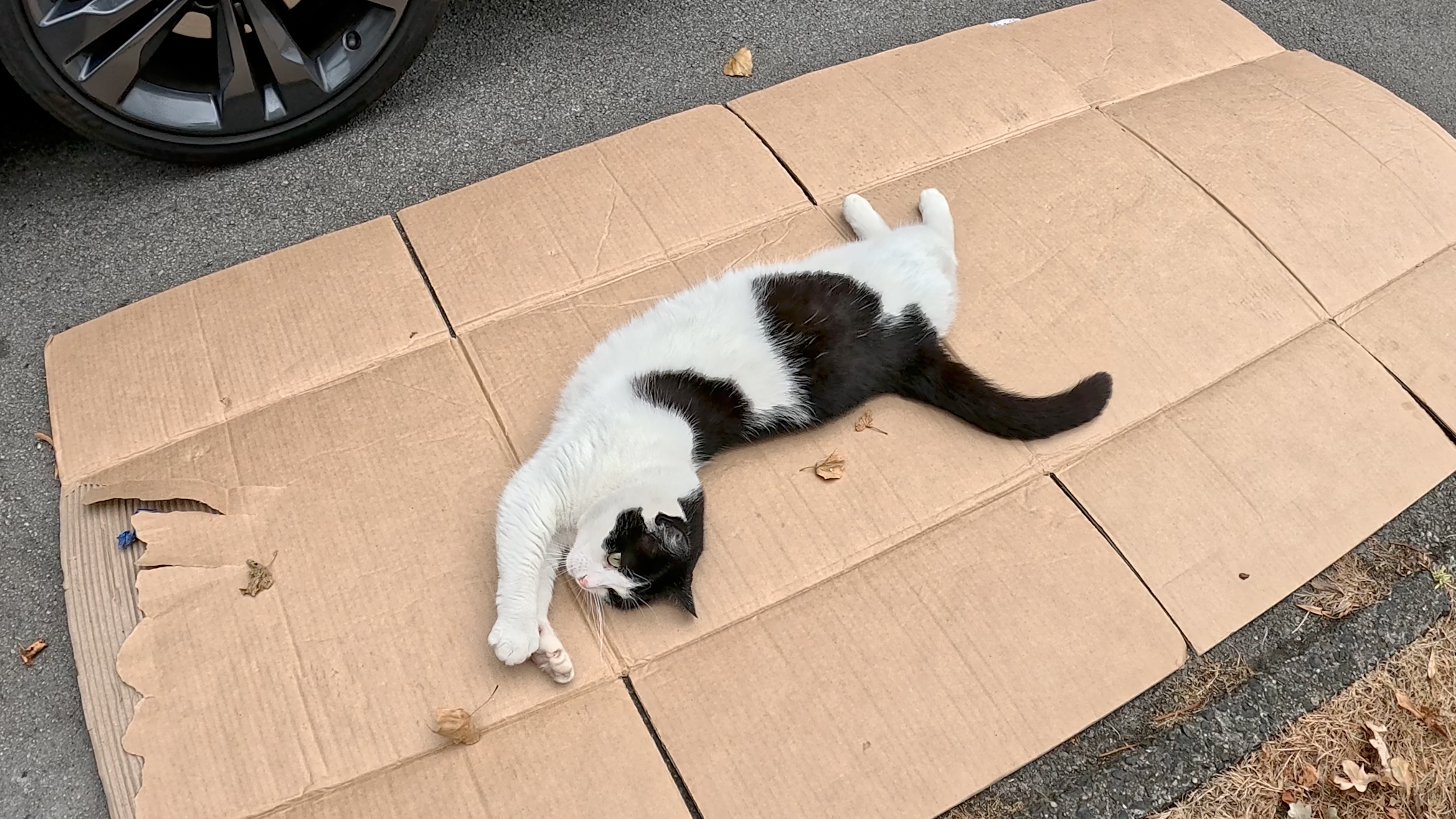 Help Peaches - The stray cat with cancer? campaign photo, 2 of 8