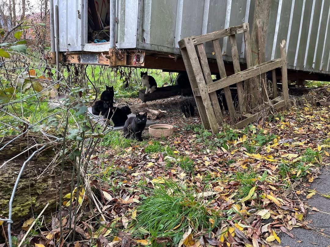 Help save our local feral cat! campaign photo, 4 of 5
