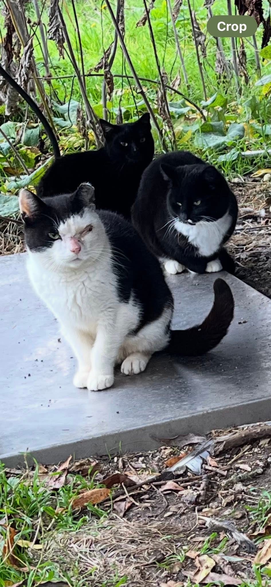 Help save our local feral cat! campaign photo, 2 of 5