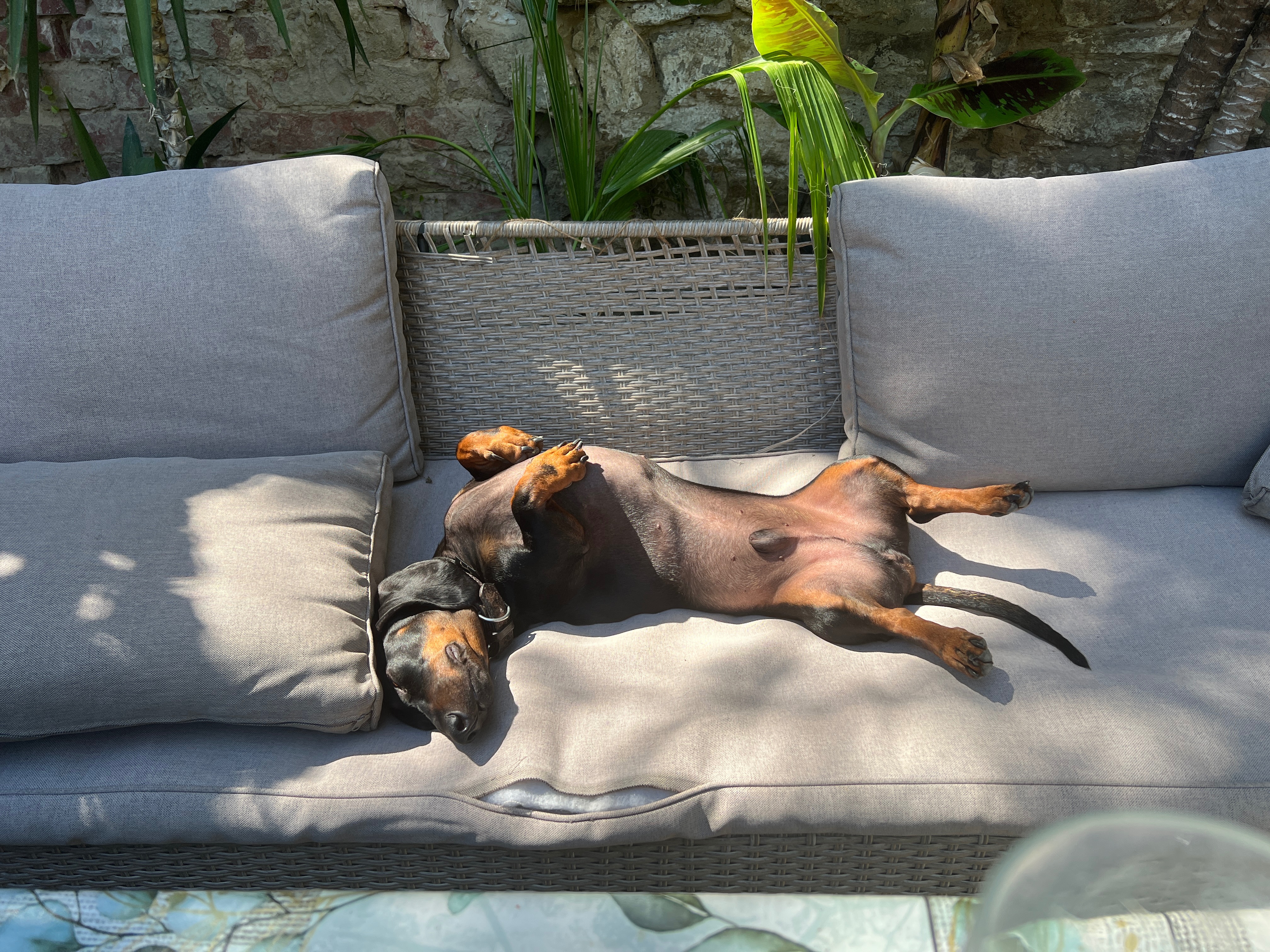 Dackelchen braucht Hilfe campaign photo, 4 of 7