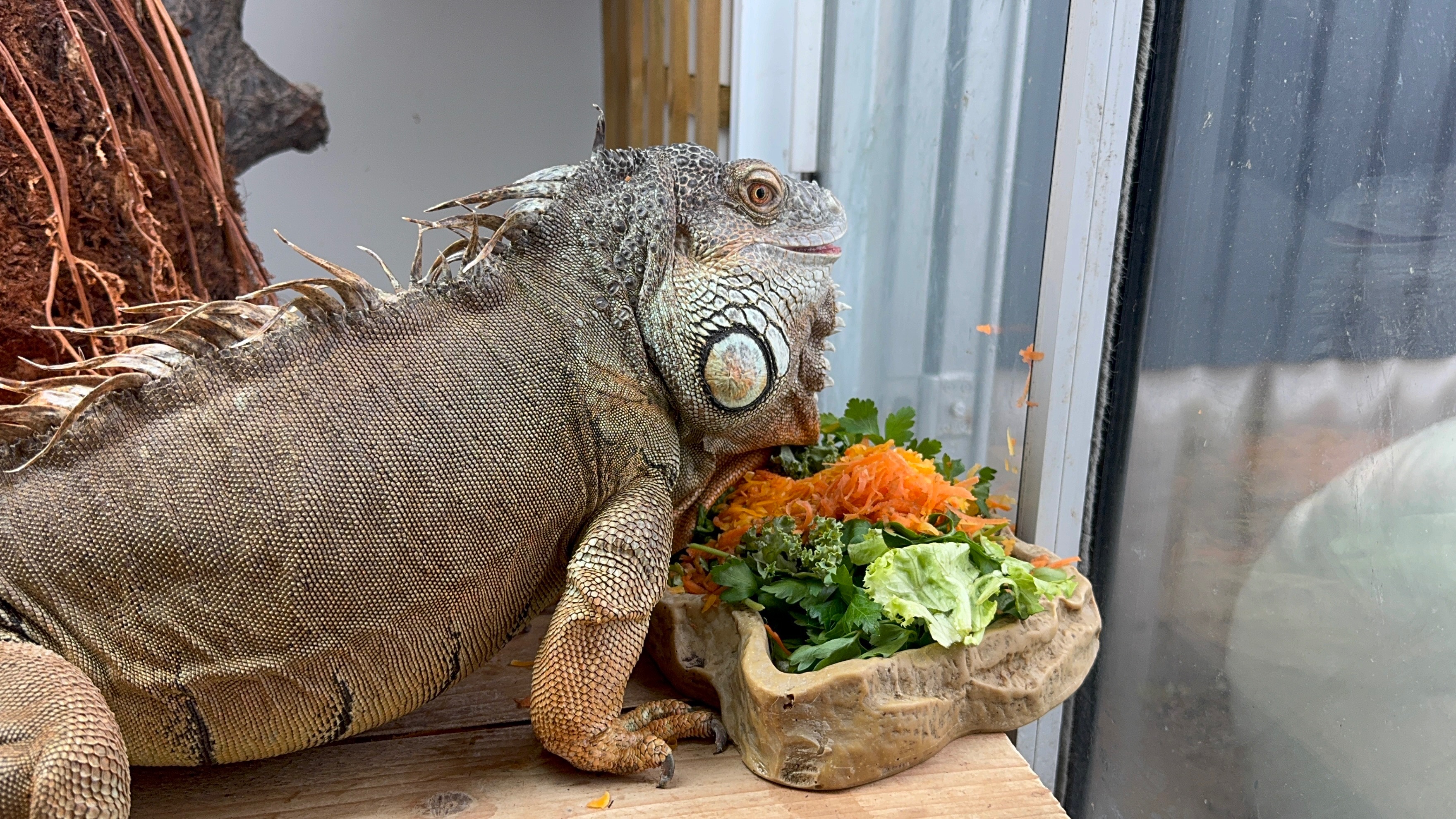 Reptiles from Fern Valley campaign photo, 7 of 8