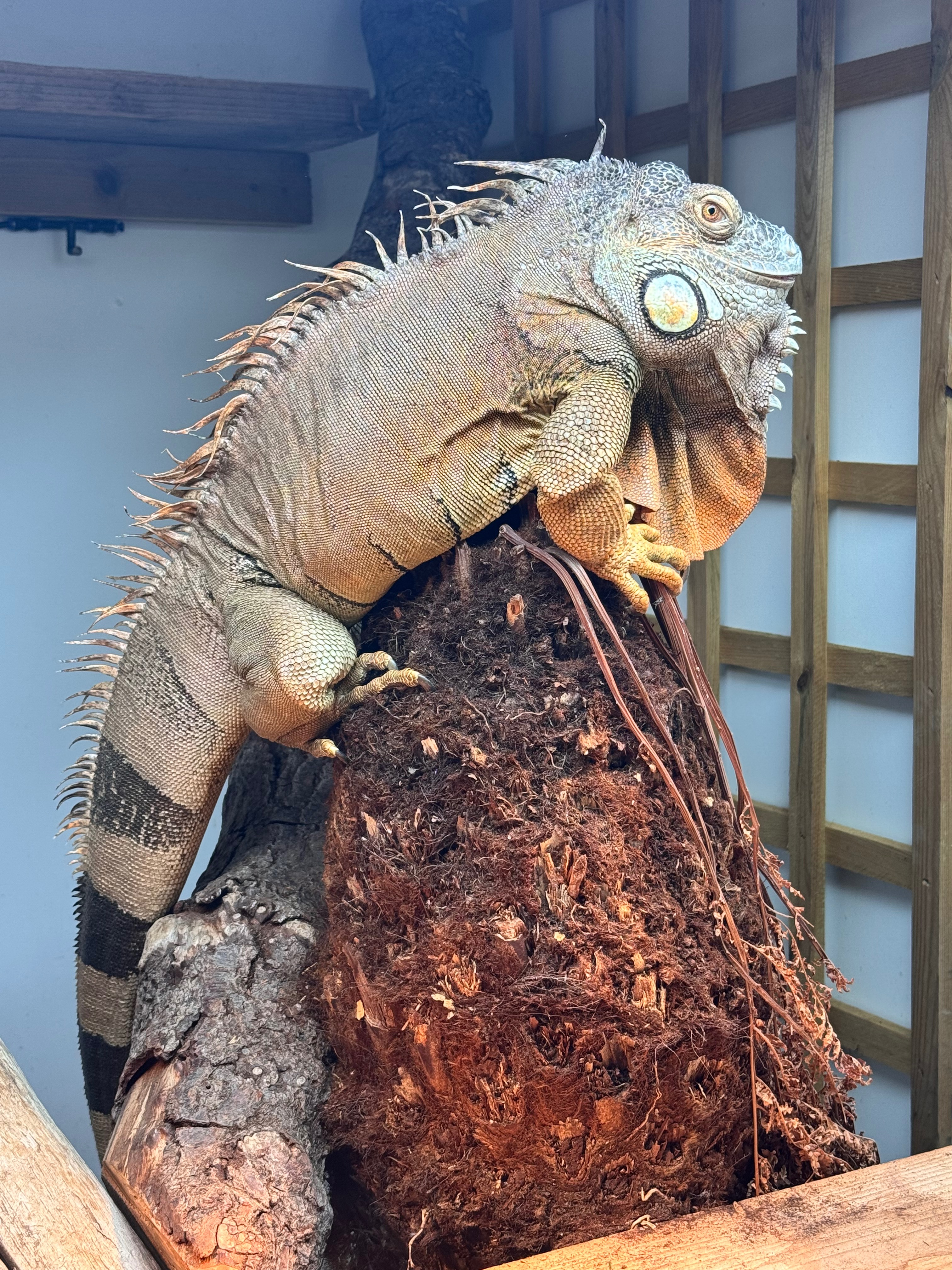 Reptiles from Fern Valley campaign photo, 2 of 8