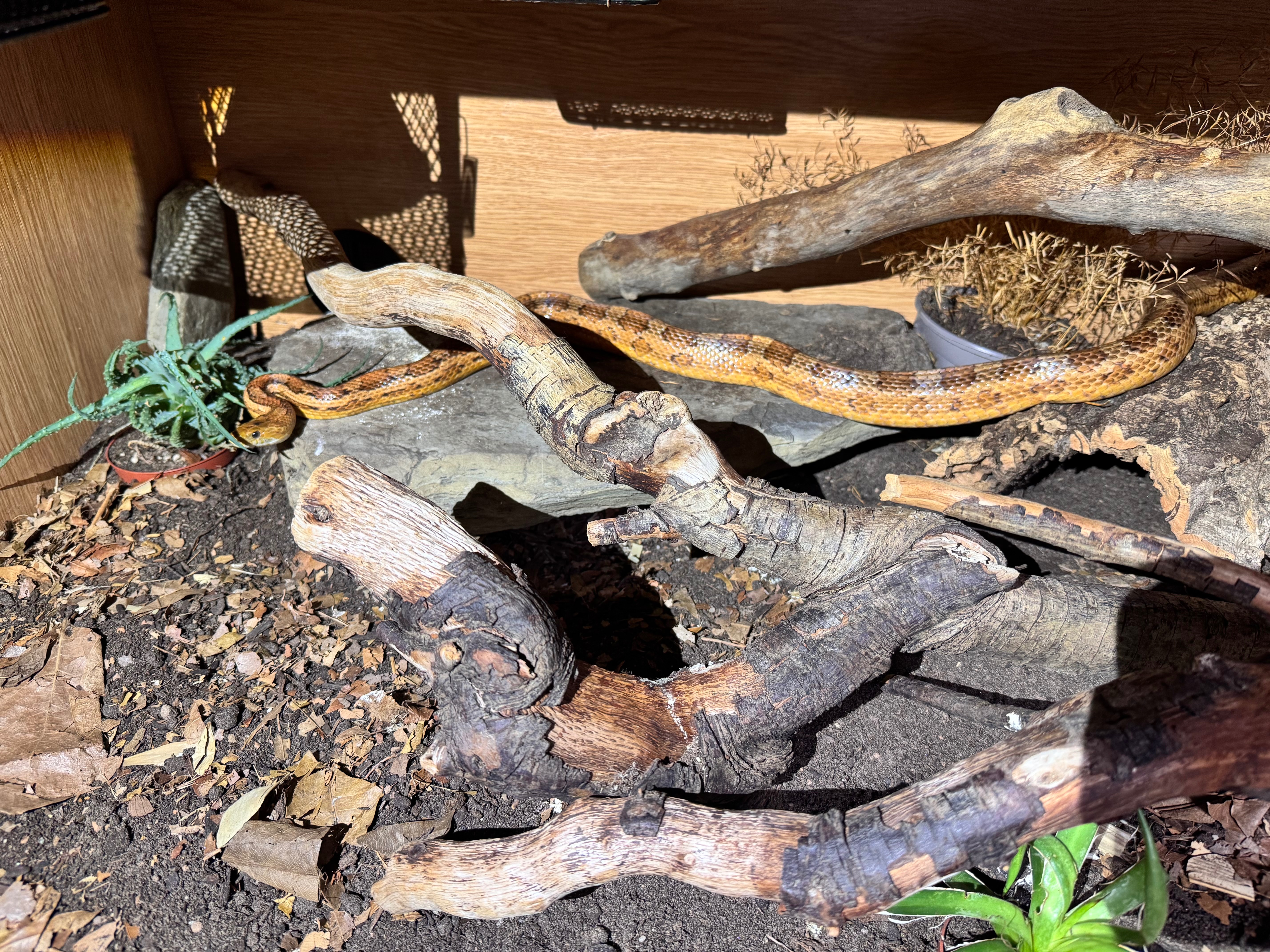 Reptiles from Fern Valley campaign photo, 4 of 8