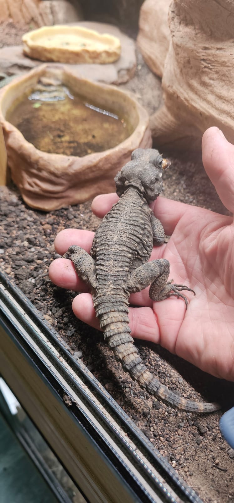Reptiles from Fern Valley campaign photo, 5 of 8