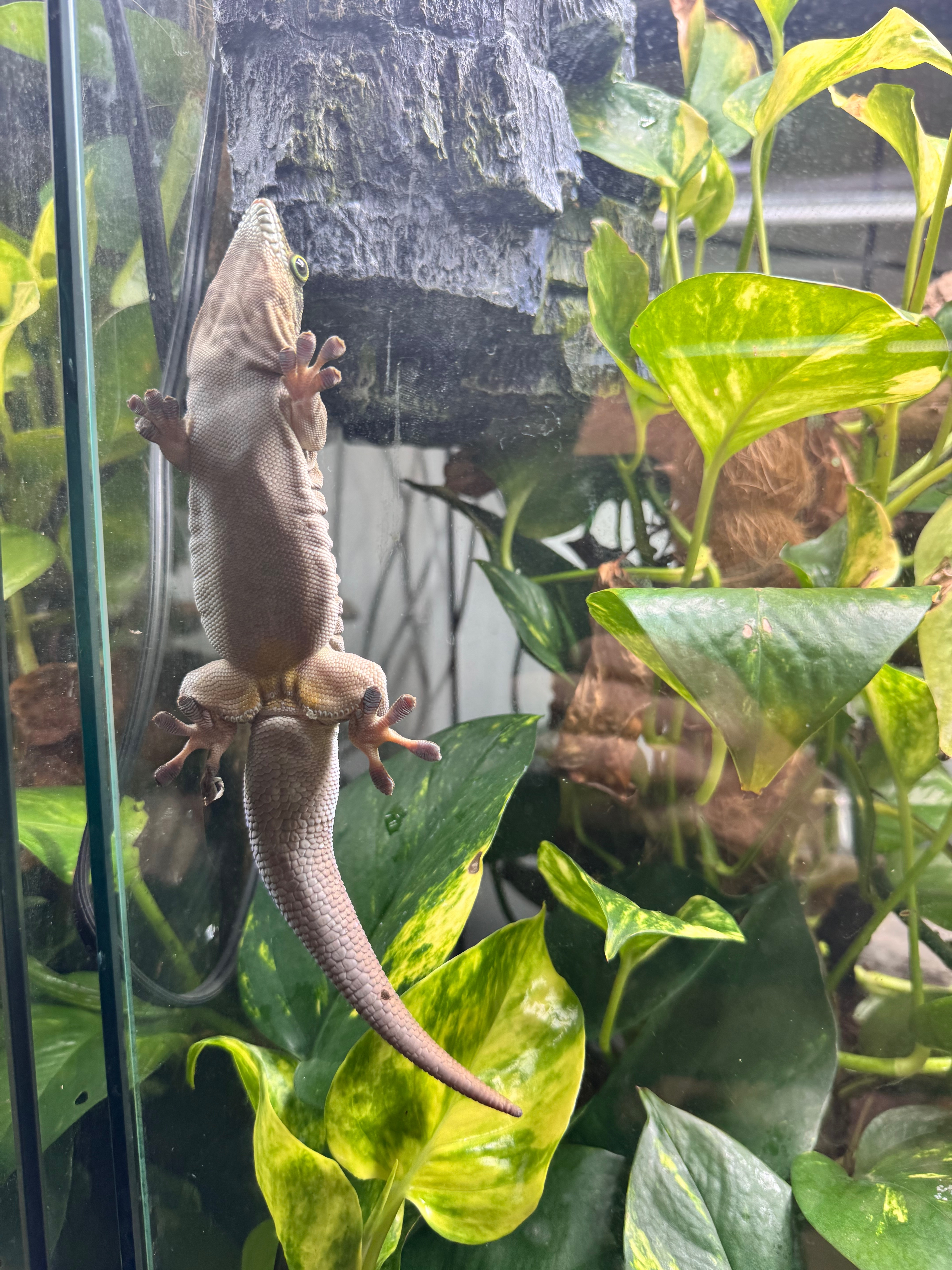Reptiles from Fern Valley campaign photo, 6 of 8