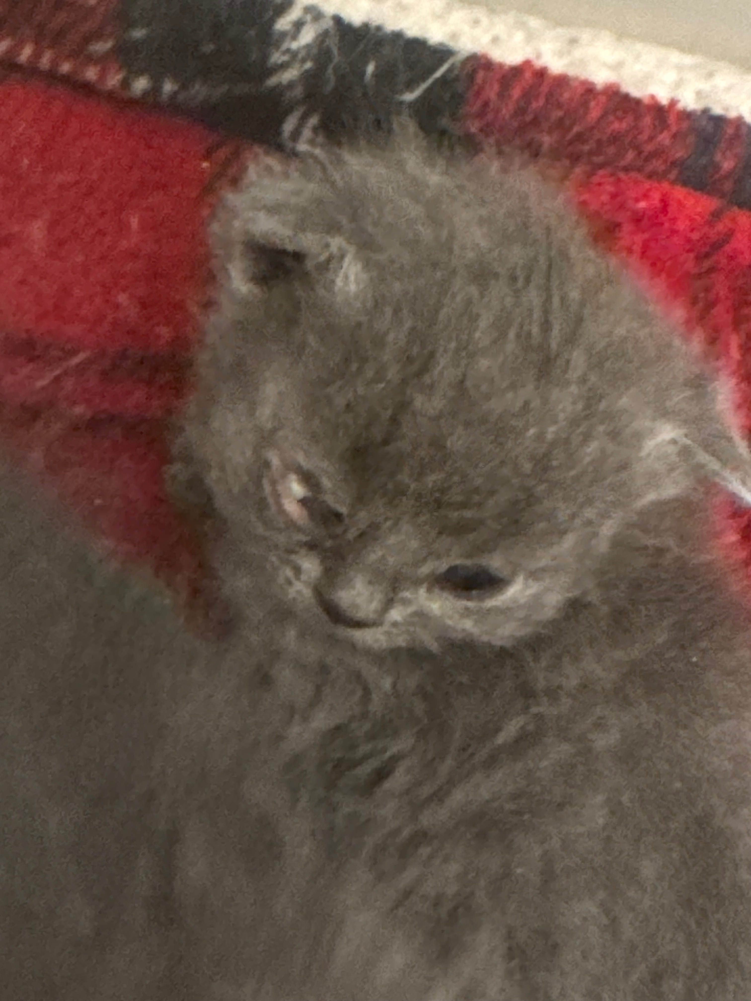 Urgent Help for Cats and Their Caregiver's Battle. Eyes Lost campaign photo, 6 of 7