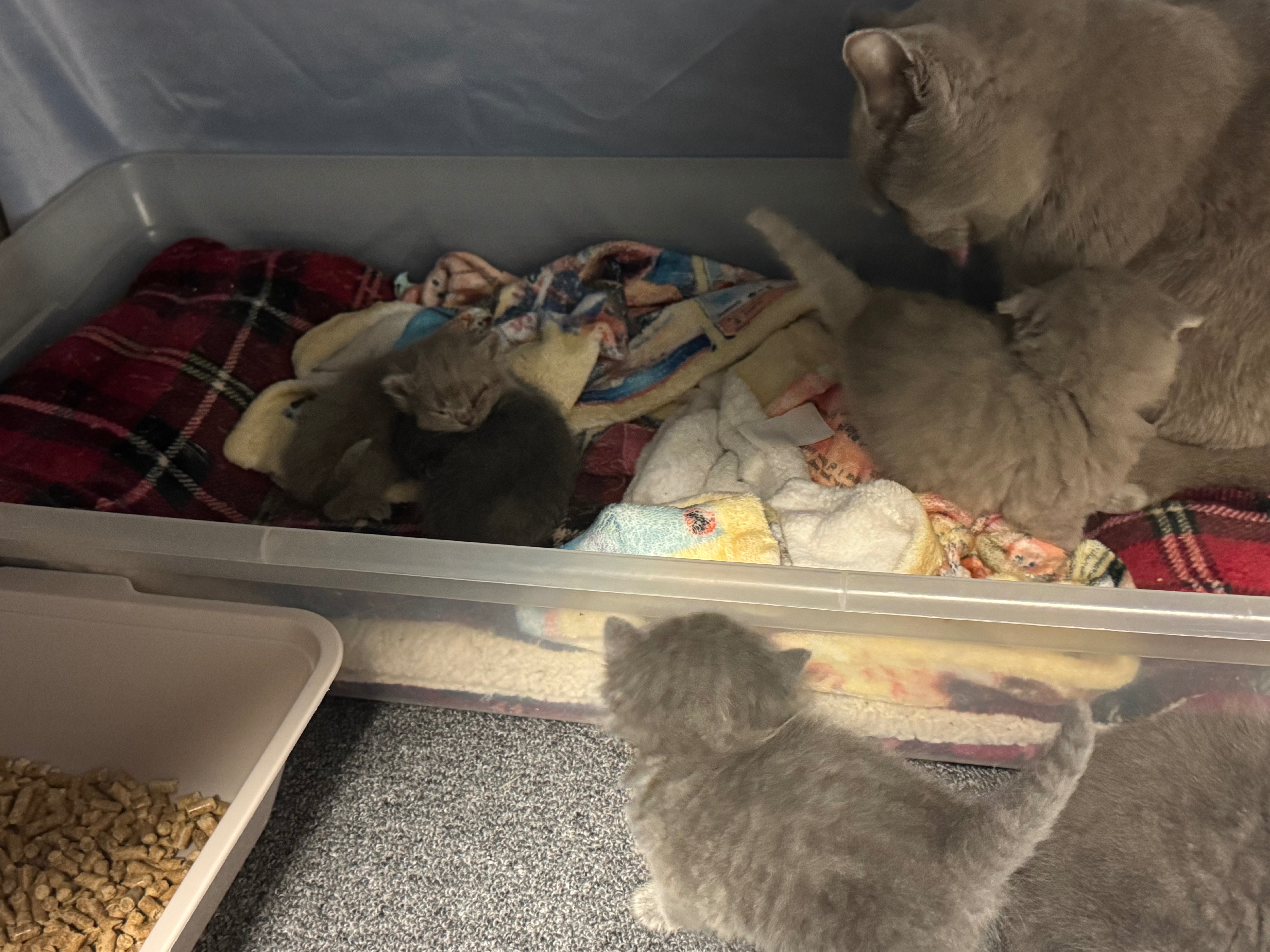 Urgent Help for Cats and Their Caregiver's Battle. Eyes Lost campaign photo, 2 of 7