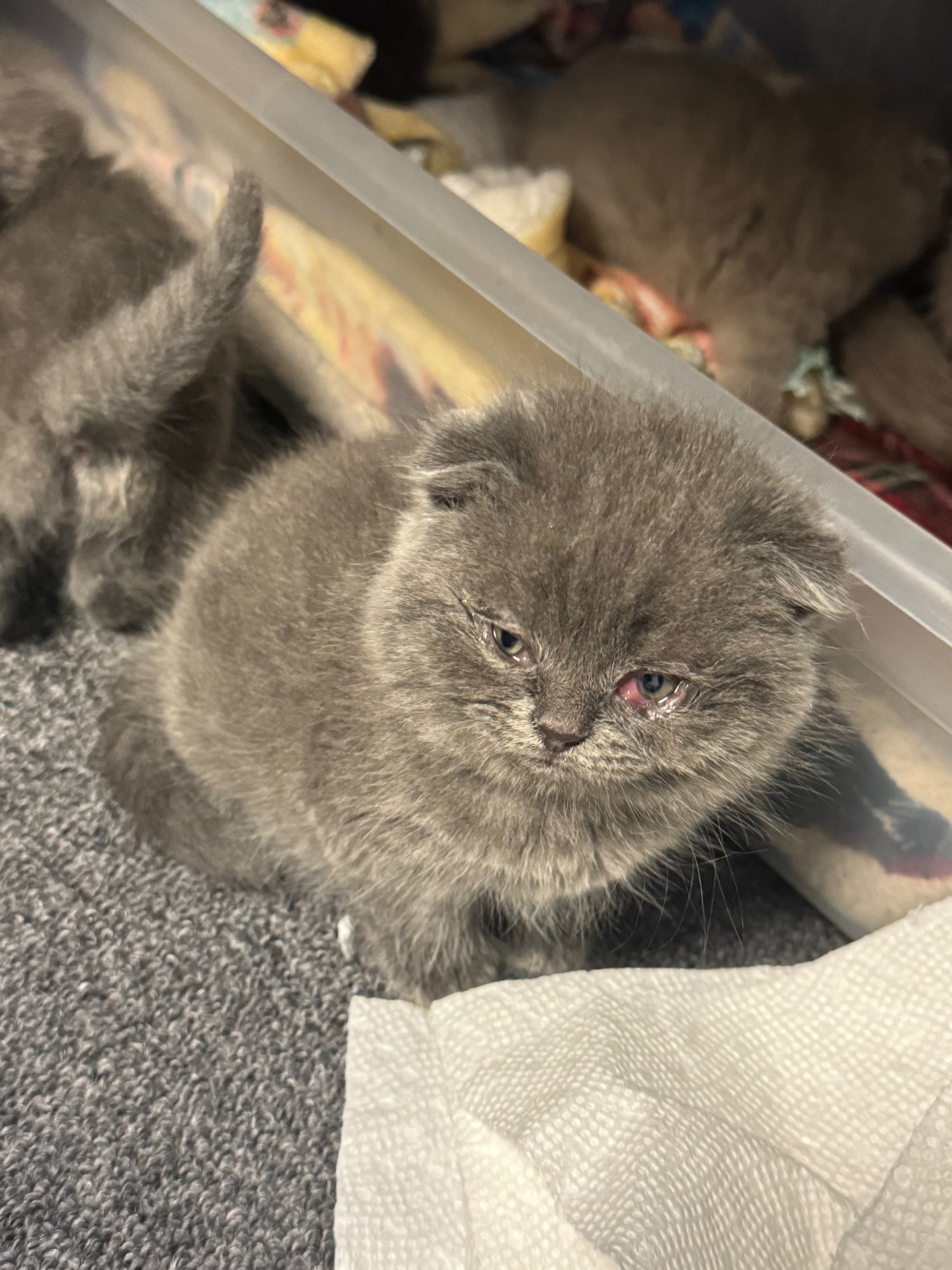 Urgent Help for Cats and Their Caregiver's Battle. Eyes Lost campaign photo, 4 of 7