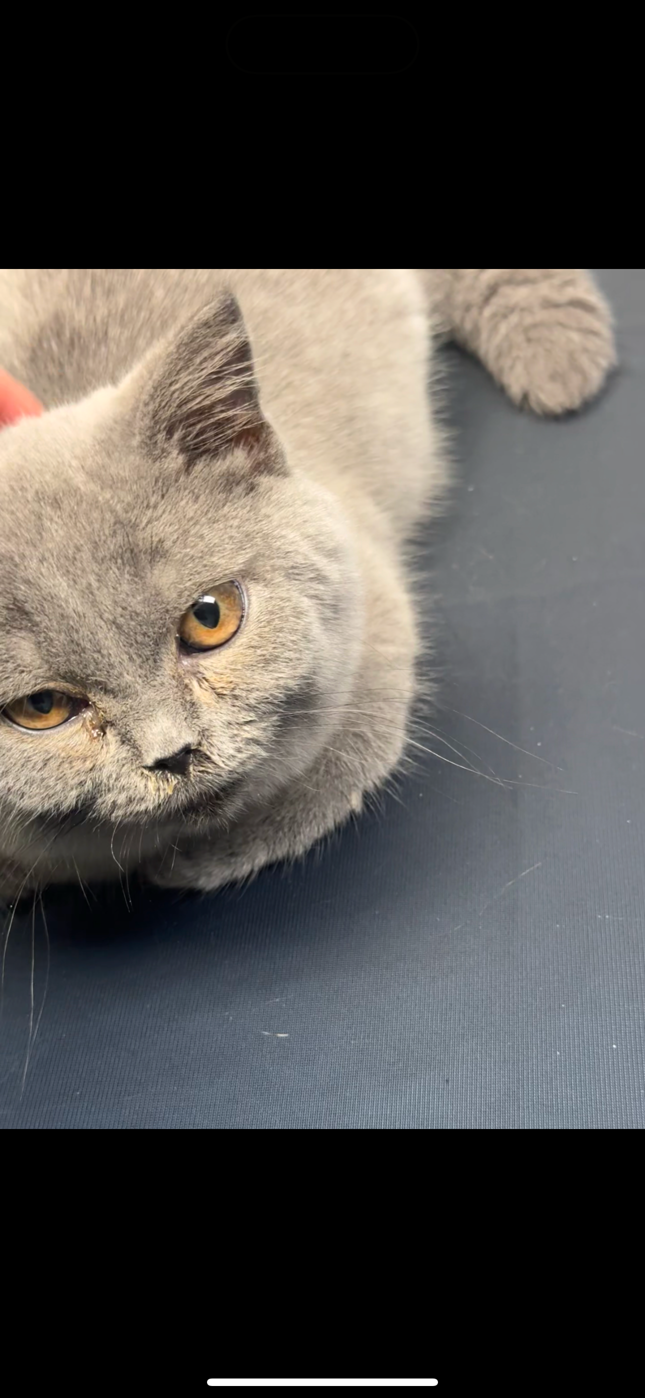 Urgent Help for Cats and Their Caregiver's Battle. Eyes Lost campaign photo, 5 of 7