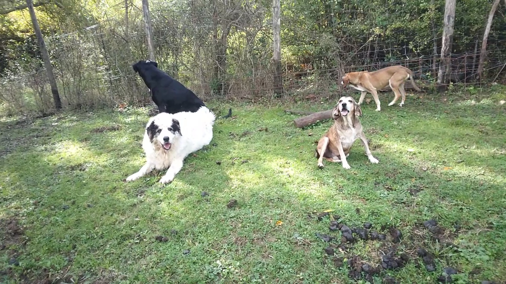 4 cani in attesa campaign photo, 2 of 5