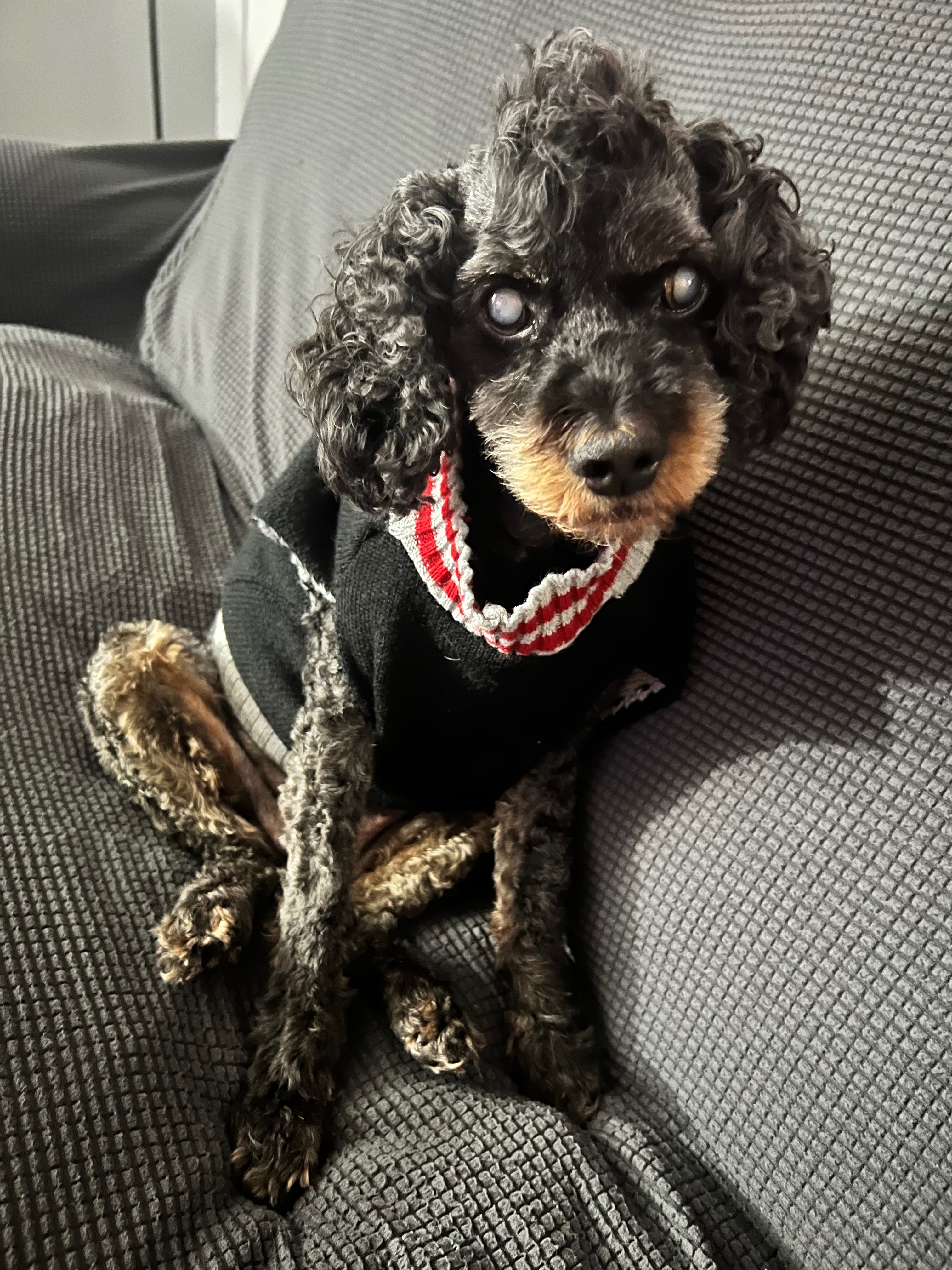 Help Belle's Holistic Cancer Treatment campaign photo, 5 of 5
