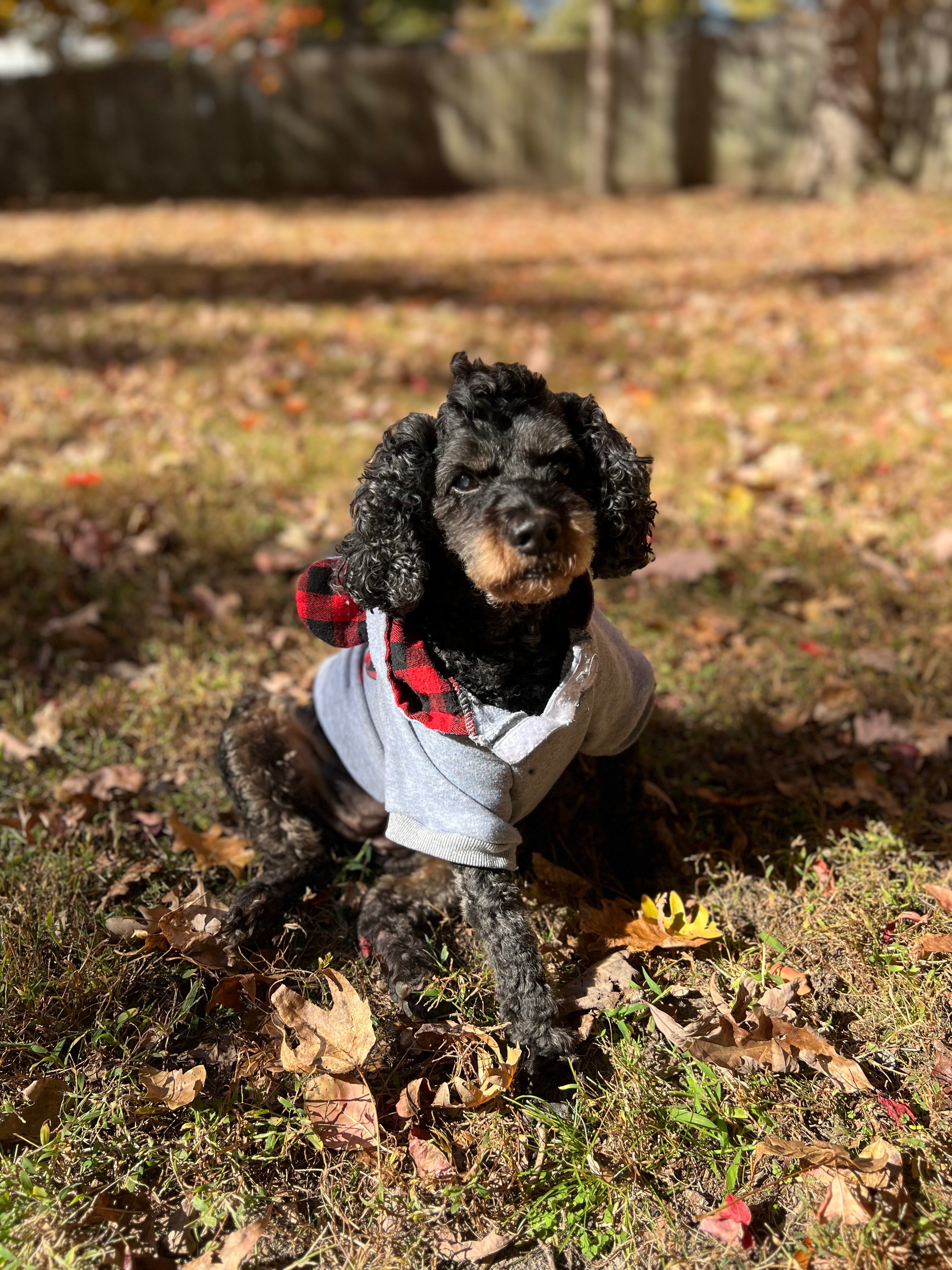 Help Belle's Holistic Cancer Treatment campaign photo, 4 of 5