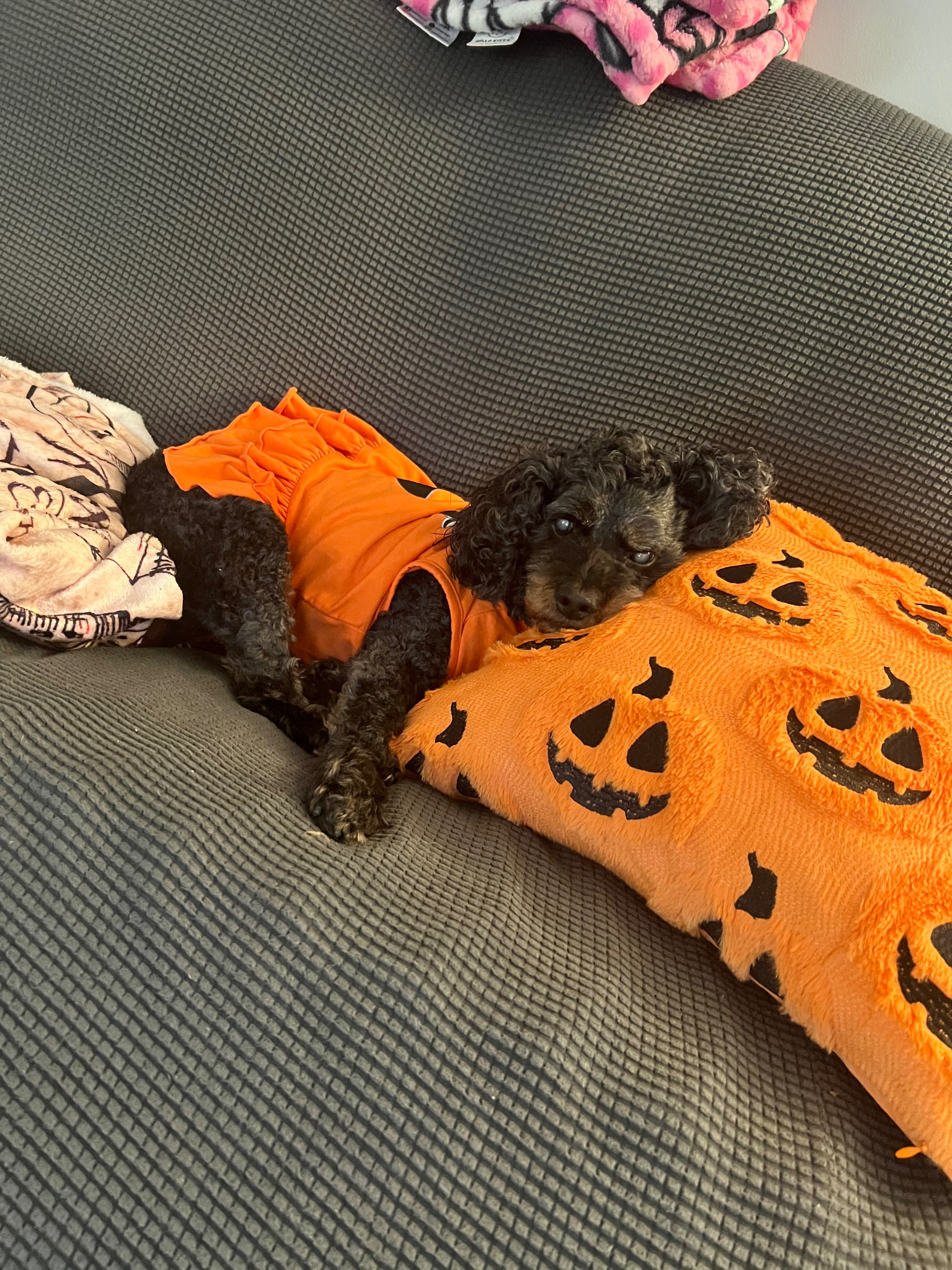 Help Belle's Holistic Cancer Treatment campaign photo, 2 of 5