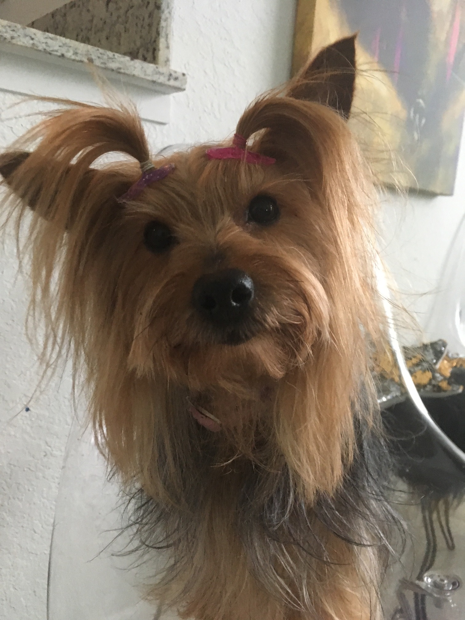 Please donate to help Bella live campaign photo, 7 of 8