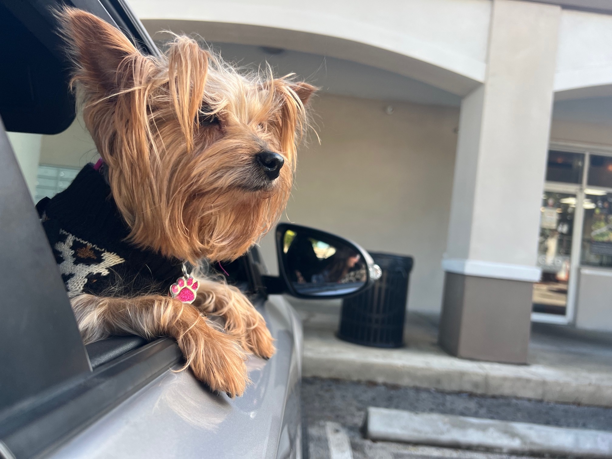Please donate to help Bella live campaign photo, 2 of 8