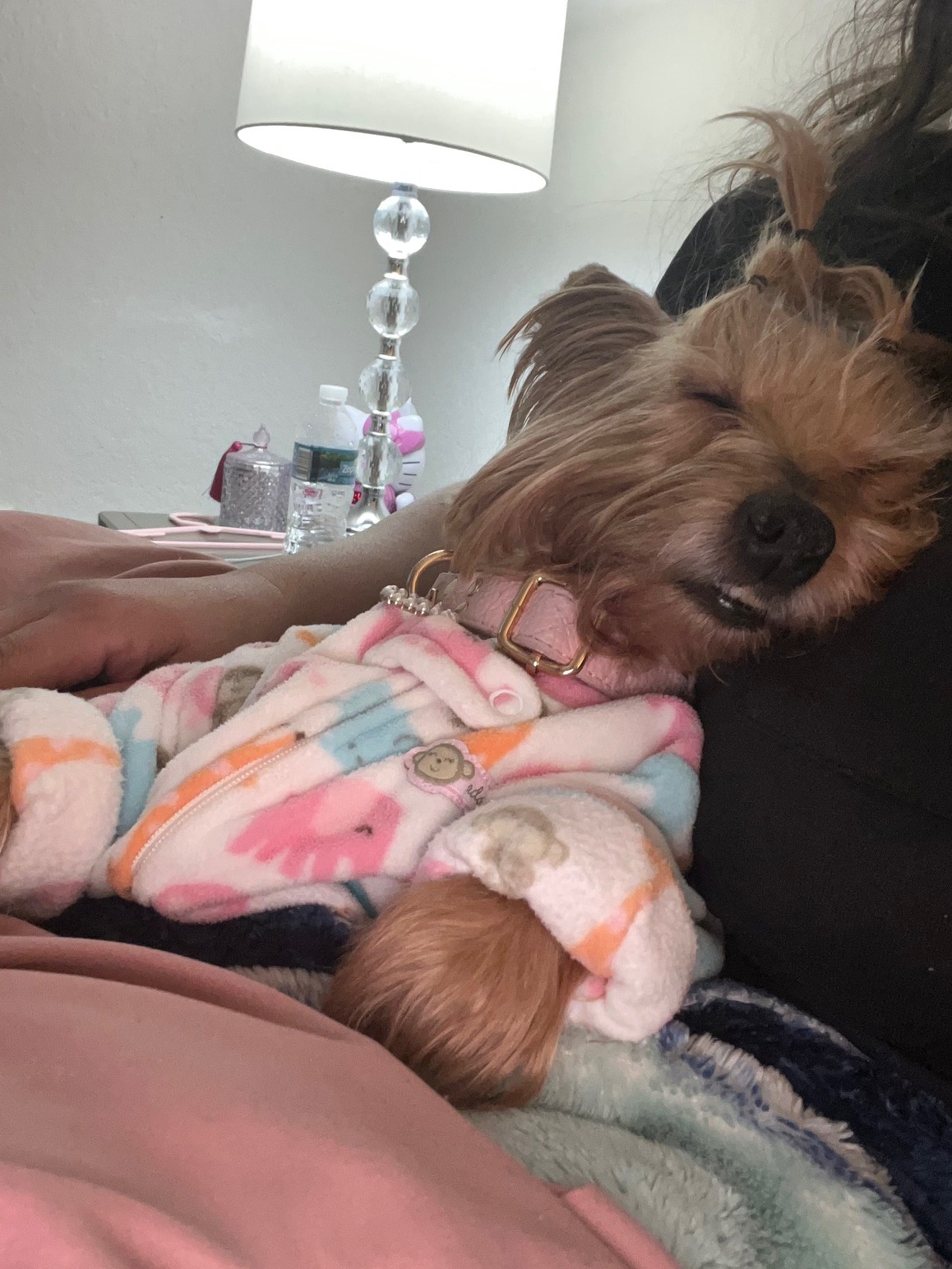 Please donate to help Bella live campaign photo, 5 of 8