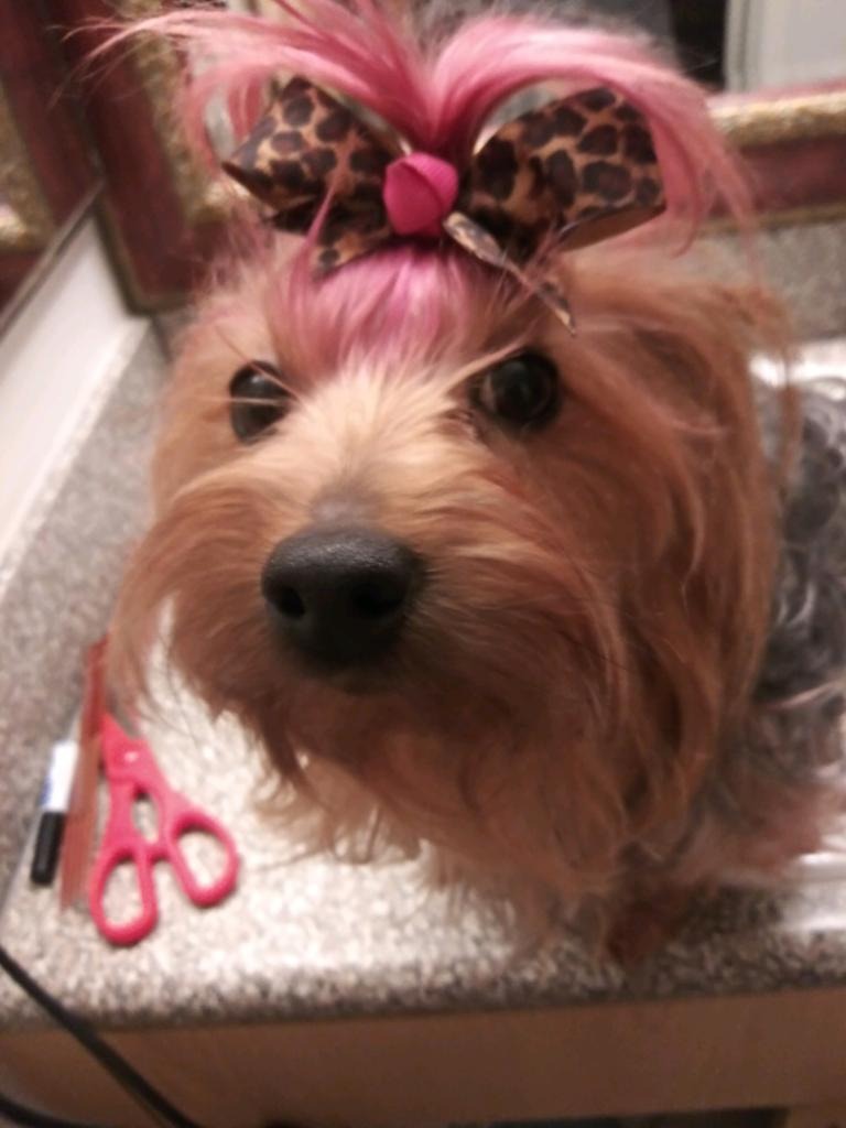 Please donate to help Bella live campaign photo, 6 of 8