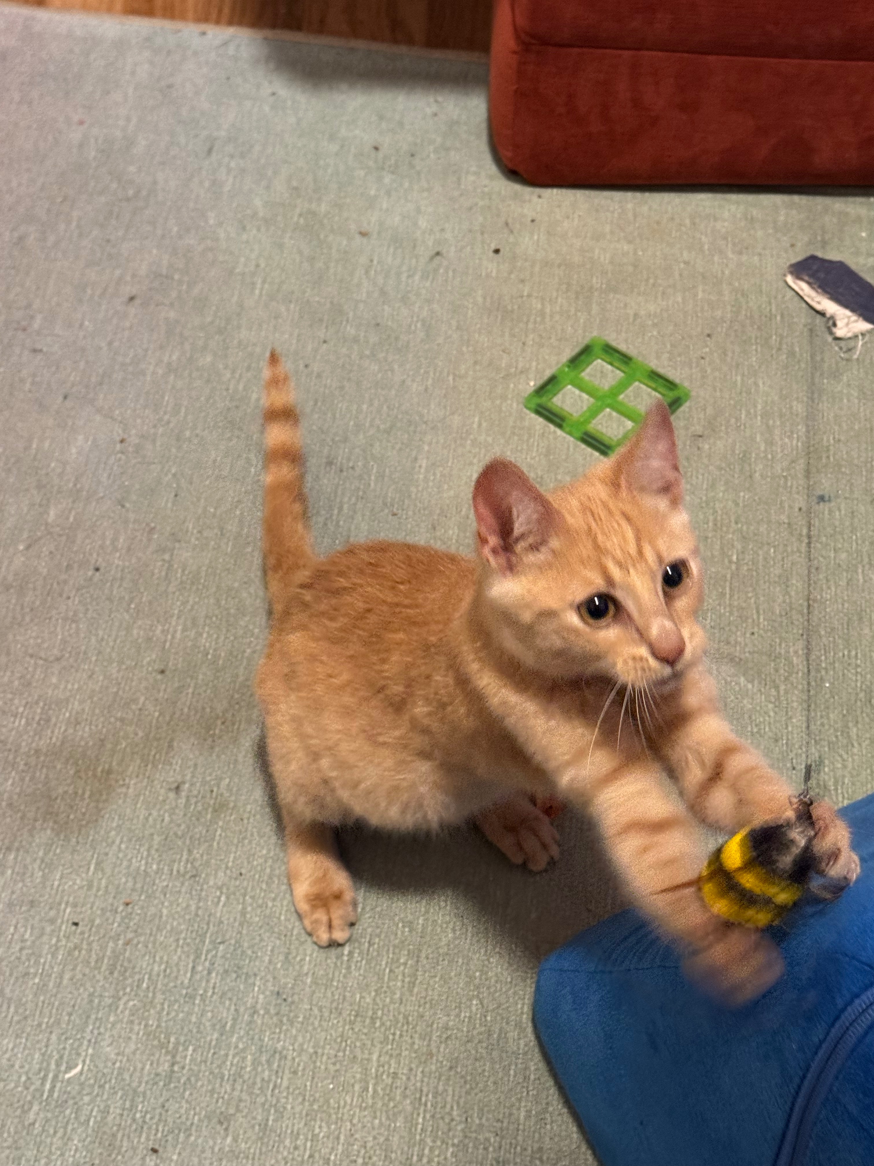 Help Pumpkin Get the Vet Care He Needs campaign photo, 5 of 6
