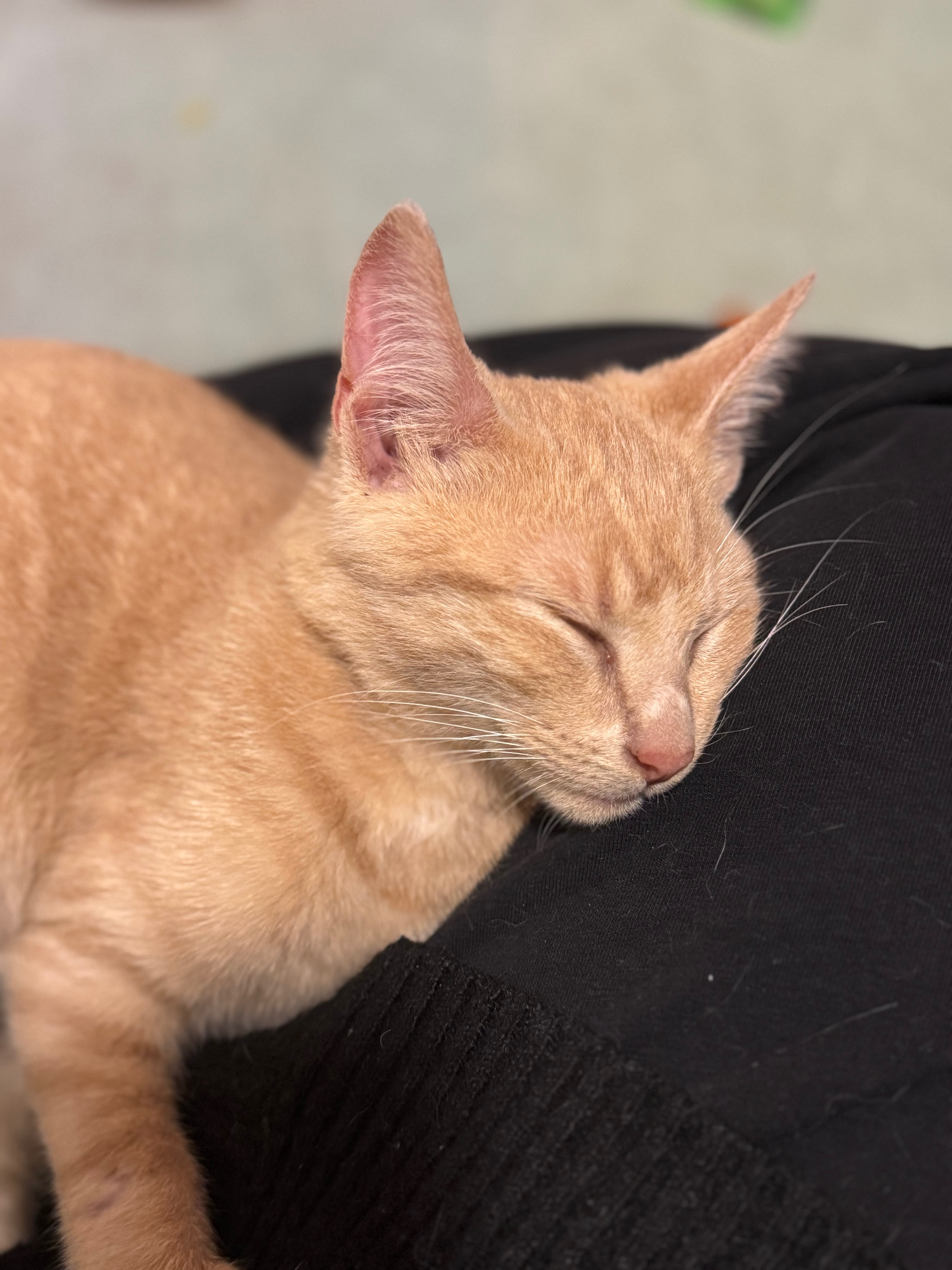 Help Pumpkin Get the Vet Care He Needs campaign photo, 2 of 6