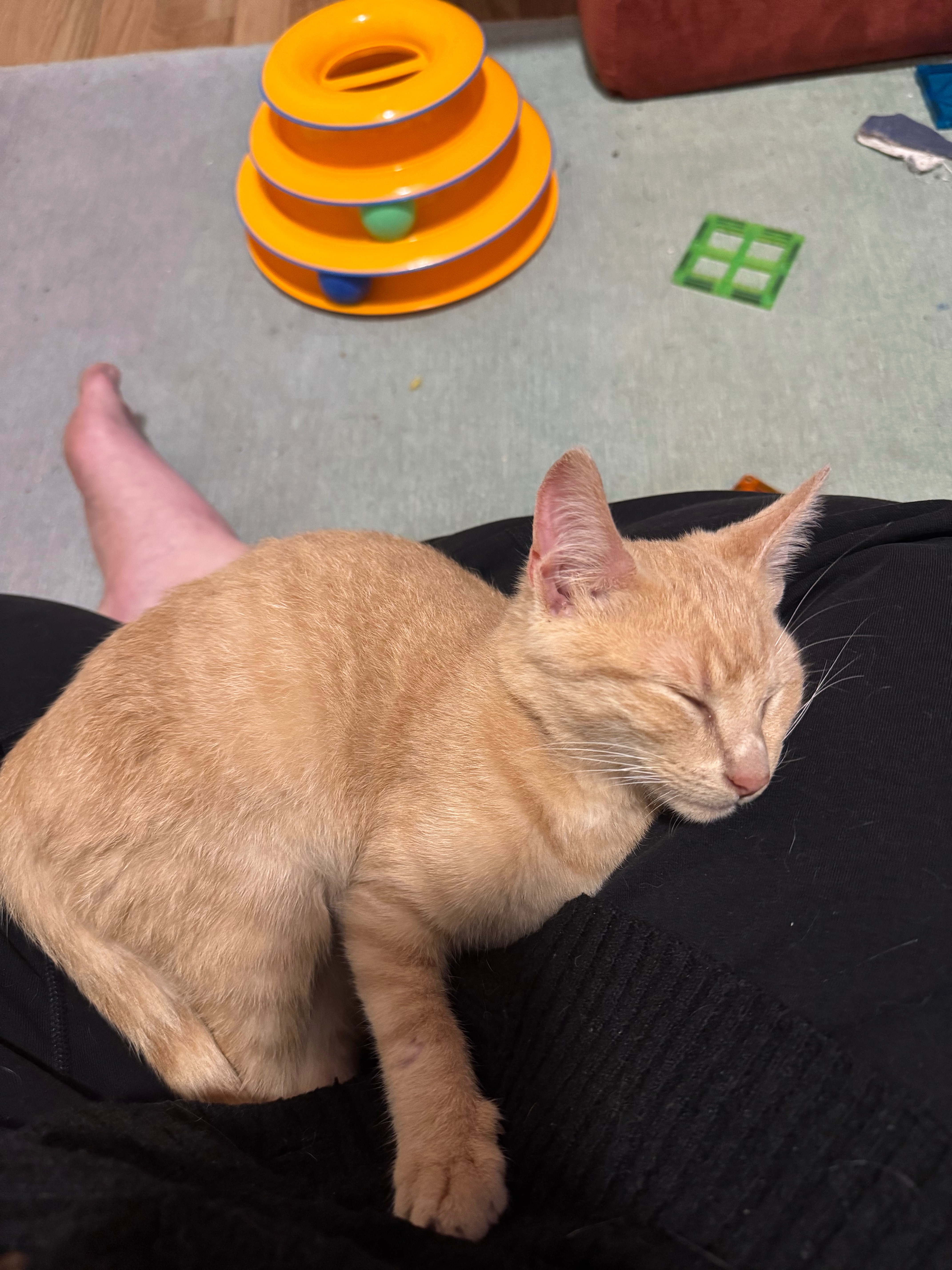 Help Pumpkin Get the Vet Care He Needs campaign photo, 4 of 6