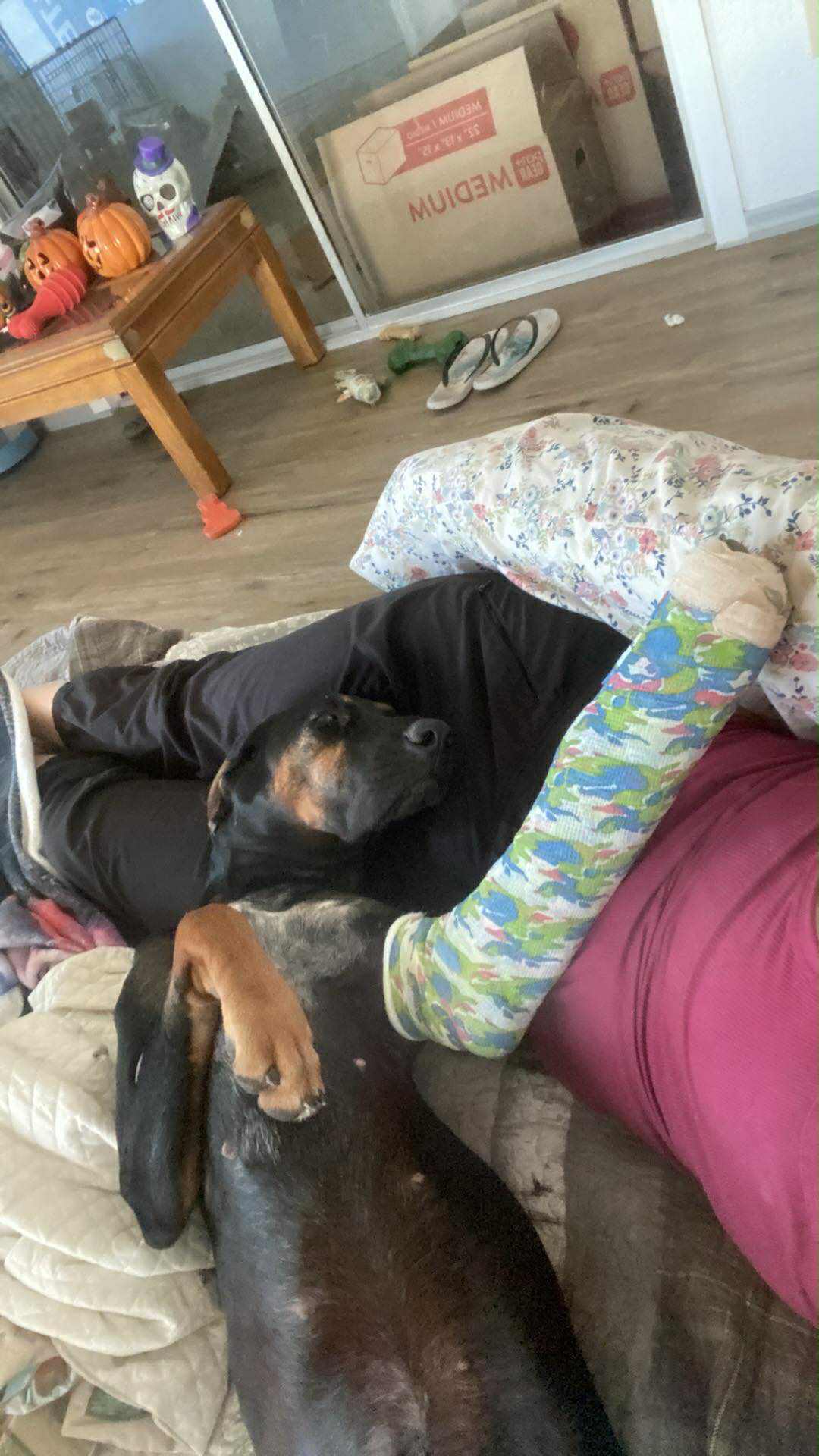 Help Millie Moose Run Again: Support Her Surgery campaign photo, 7 of 8